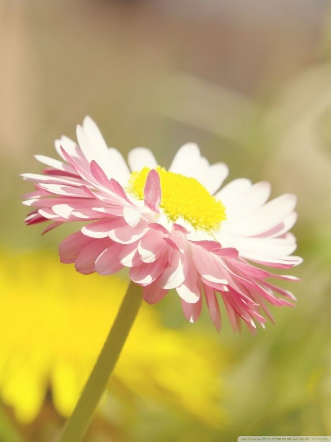 Summer Flowers, iPhone, Desktop HD Background / Wallpaper (1080p, 4k) HD Wallpaper (Desktop Background / Android / iPhone) (1080p, 4k) (1080x1440) (2021)