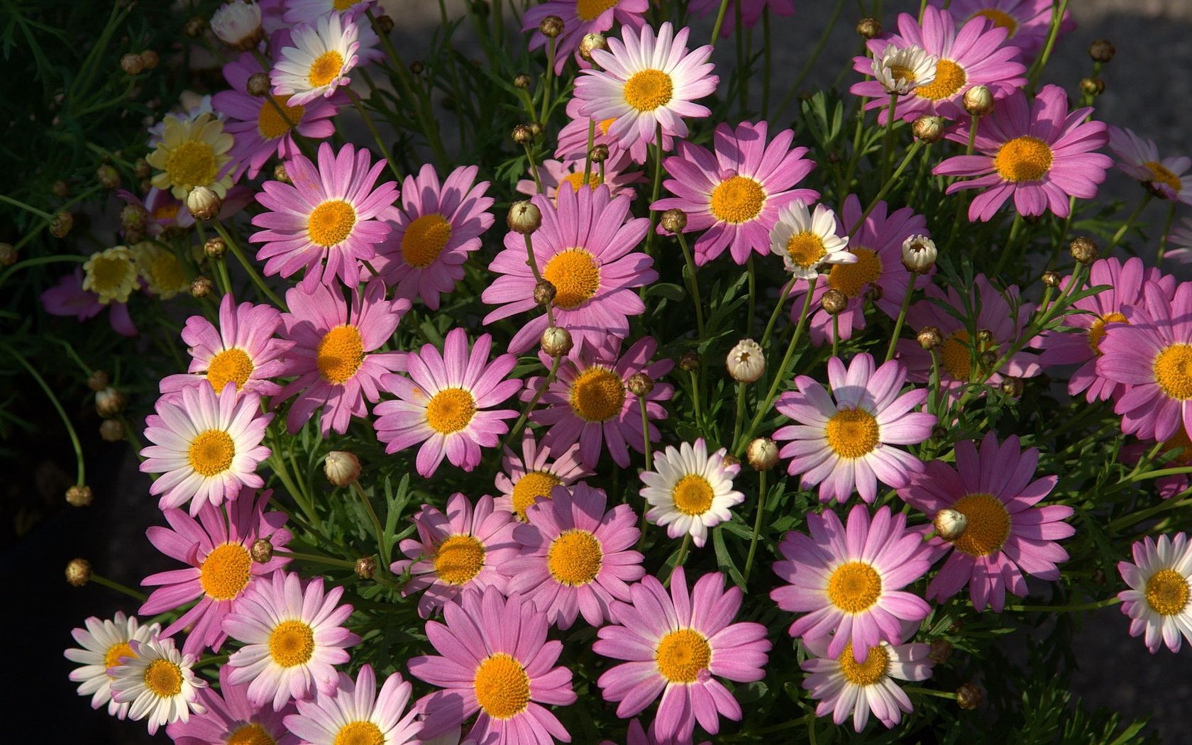 Wallpaper, Chamomile, flowers, pink, flowerbed, summer 1680x1050