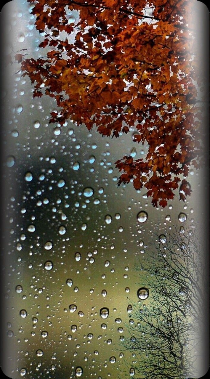 Cellphone Wallpaper. Rain wallpaper, Nature background iphone, Autumn trees