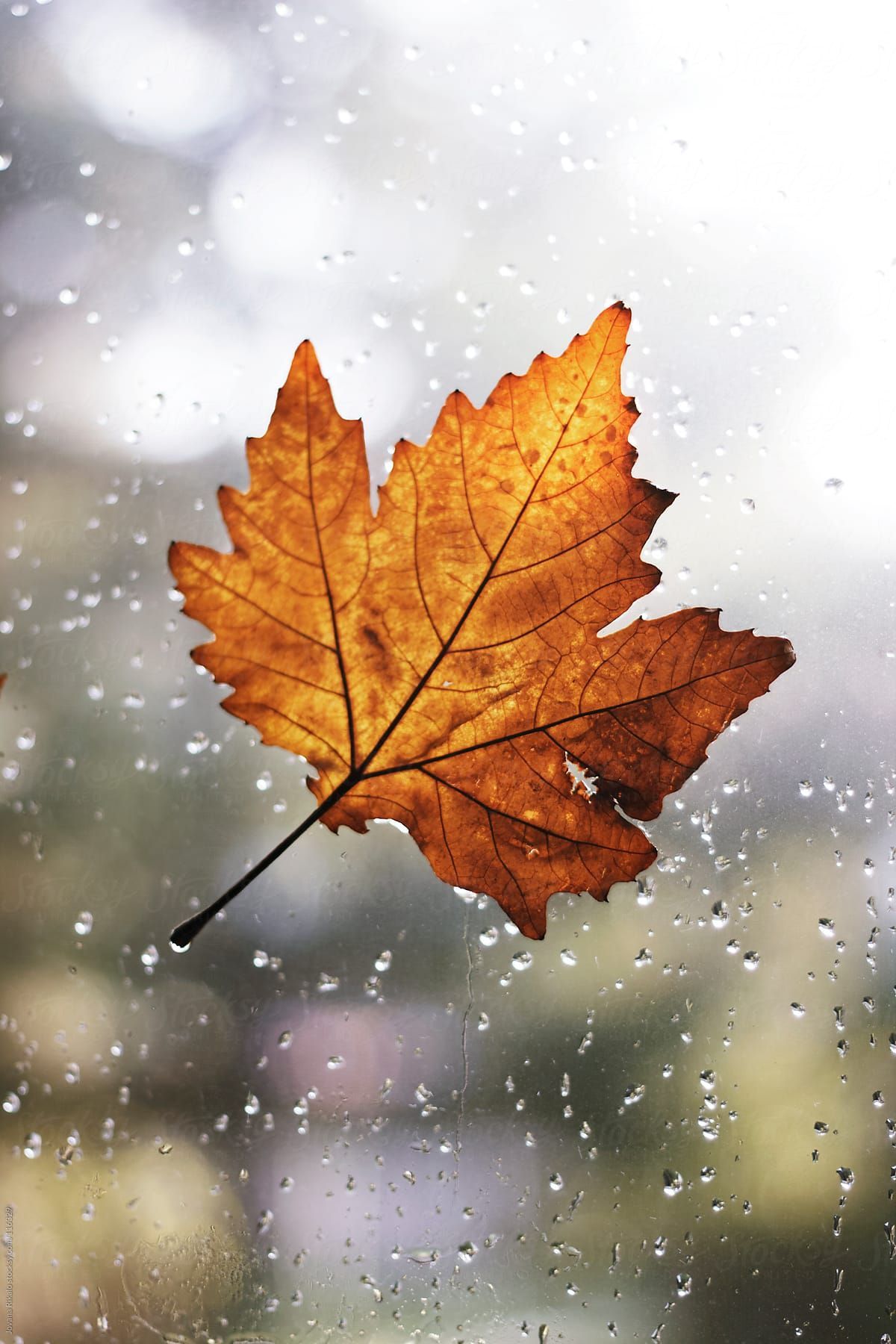 Maple Leaf With Rain Drops Attached On Window by Jovana Rikalo. Autumn leaves photography, Leaf photography, Autumn photography