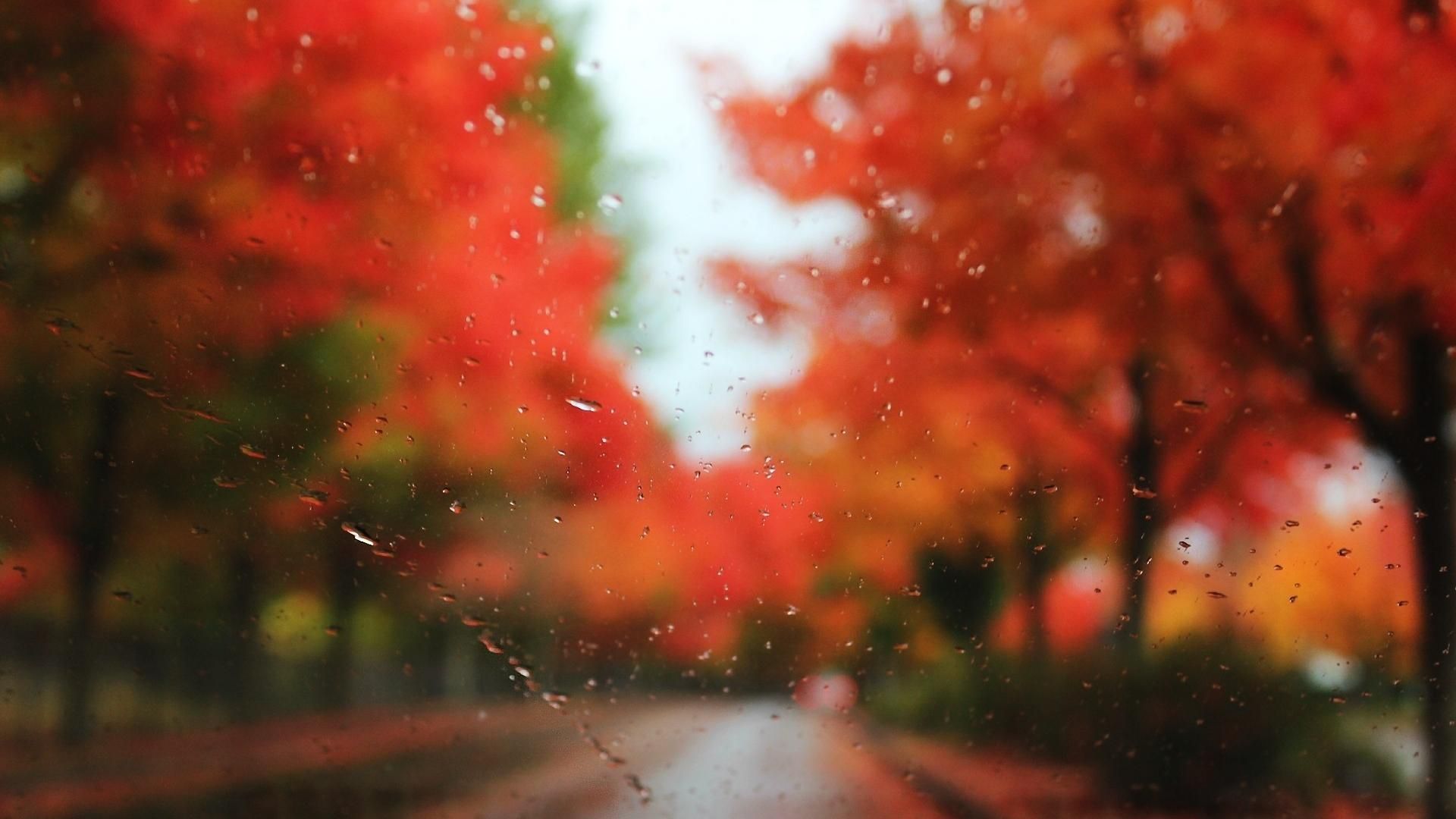 Autumn Trees Rain Wallpapers Wallpaper Cave