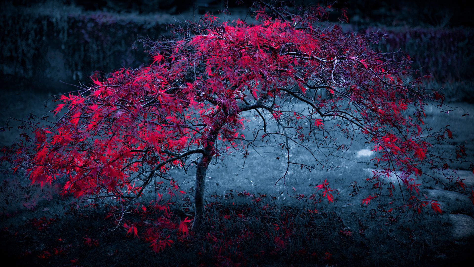 Обои собаки HD. Landscape wallpaper, Nature landscape wallpaper, Natural scenery