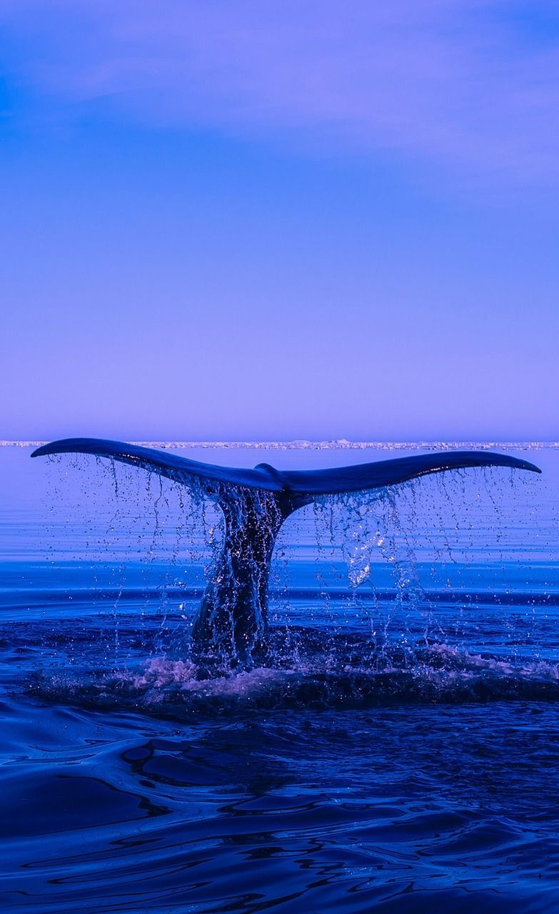 About Wild Animals: Amazing facts about a whale. Ocean wallpaper, Blue aesthetic pastel, Blue aesthetic