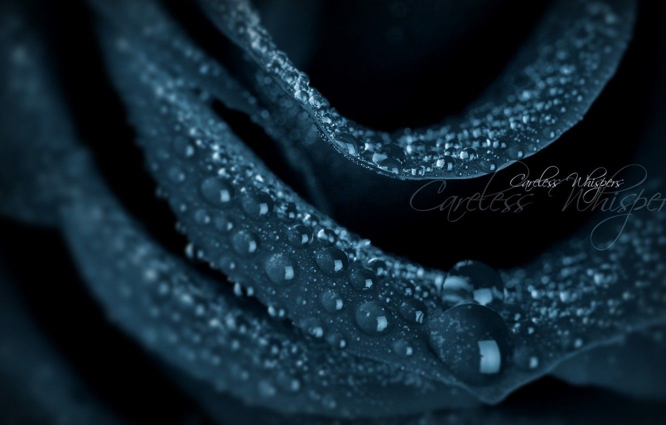 Wallpaper flowers, rose, rose, black, careless image for desktop, section макро