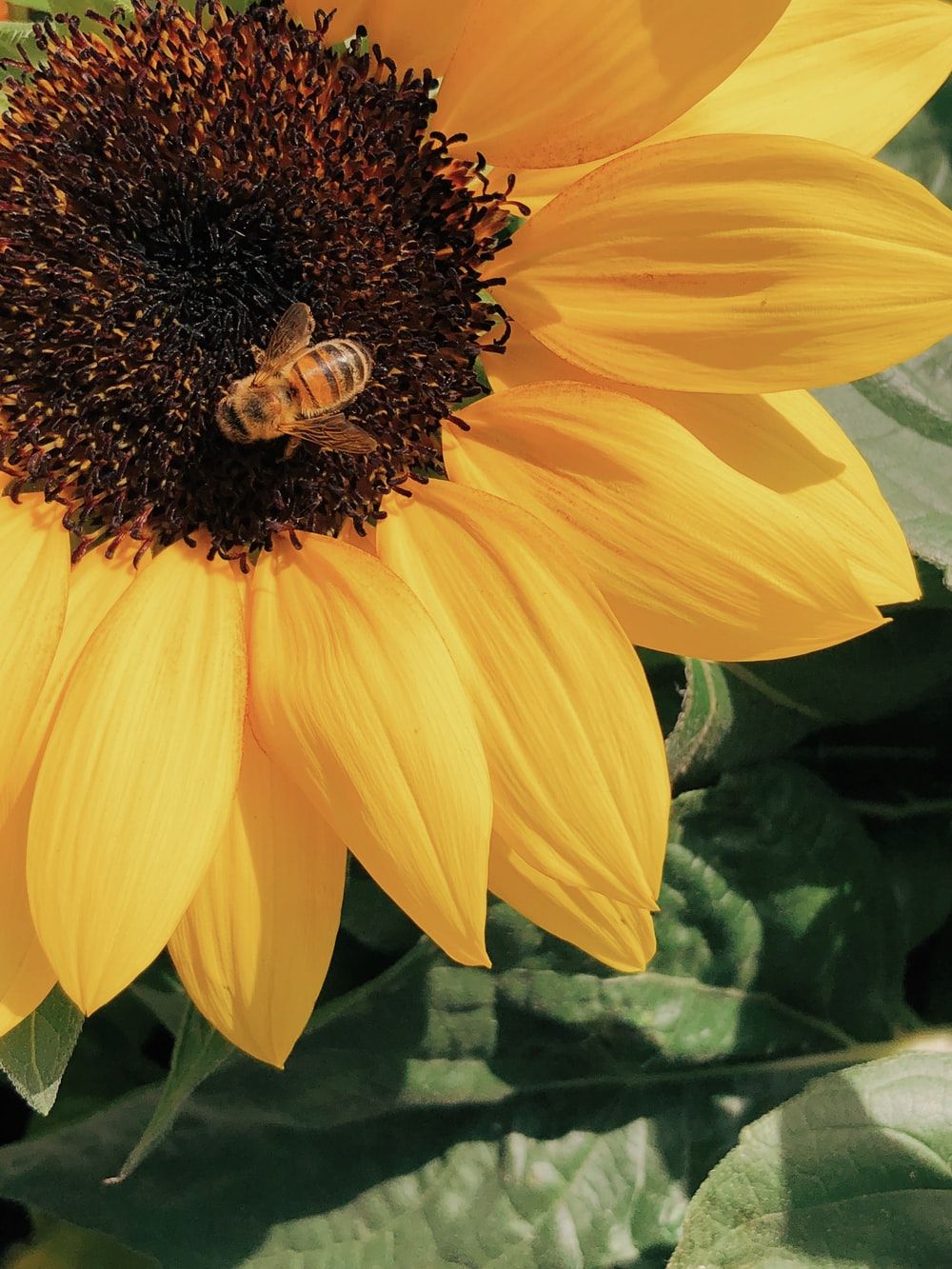 black and yellow bee on sunflower photo