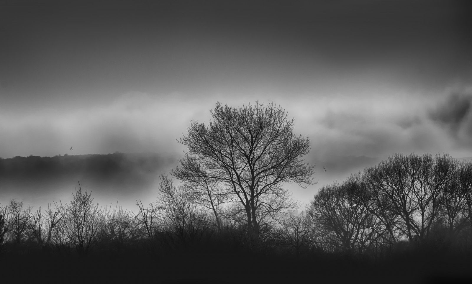 Wallpaper, blackandwhite, bw, Mono, monotone, monochrome, silver, grey, tree, trees, Bushes, lowcloud, cloud, clouds, birds, landscape, landscapes, nature, silhouette, weather, beautiful, Nikon, nikond d plant, plants, southdowns, eastbourne