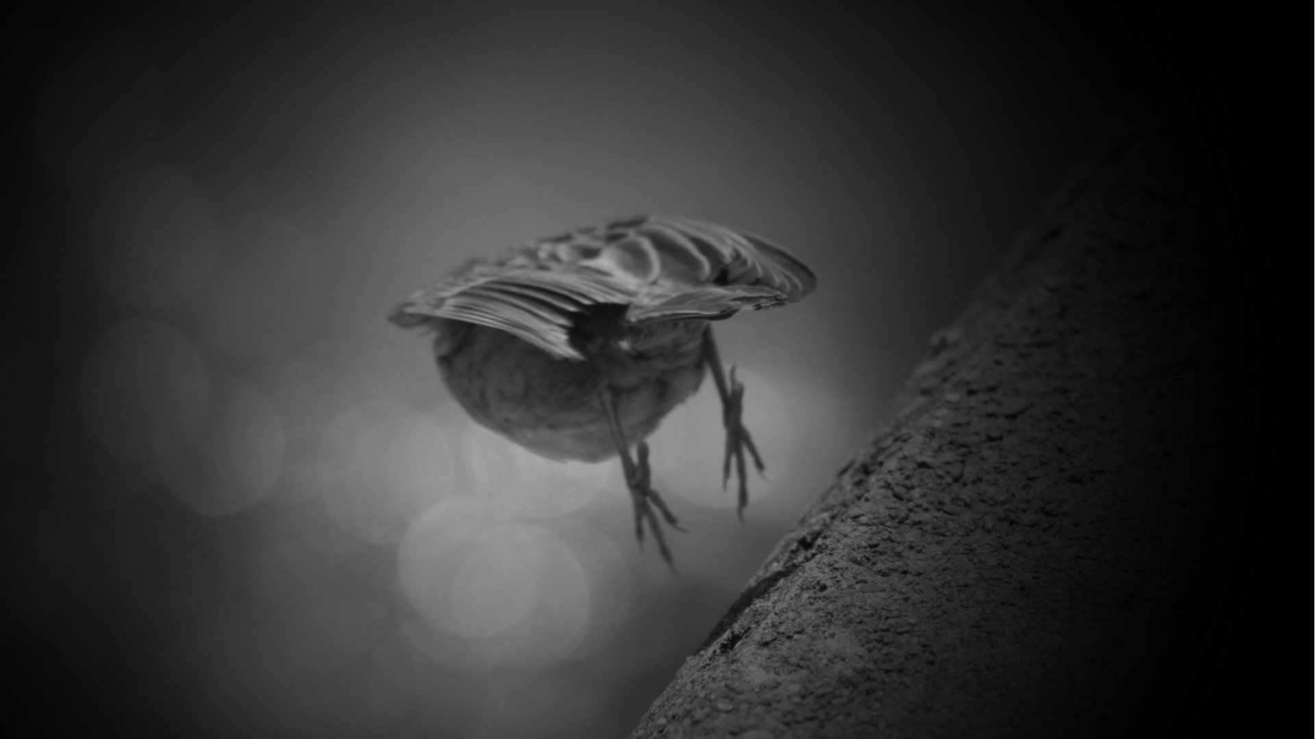 black, And, White, Birds, Animals, Sparrow, Flight, Monotone, Ledge Wallpaper HD / Desktop and Mobile Background