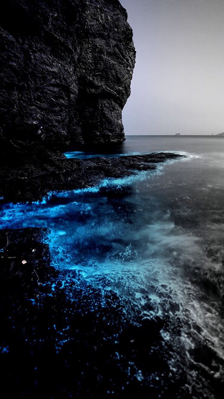 bioluminescência • shiny neon sea. Cool background, Beautiful sites, Wallpaper