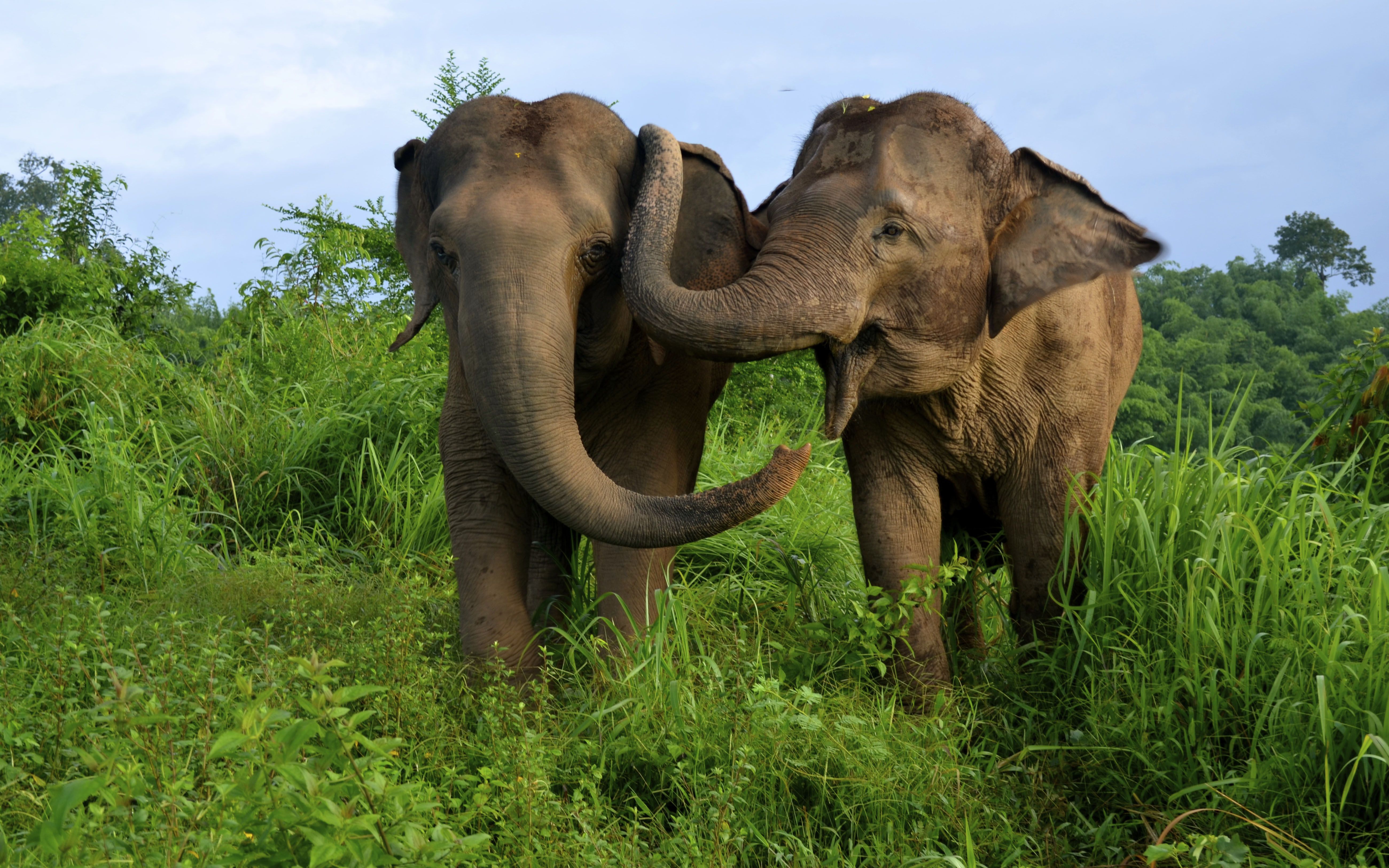 Asian Elephant Wallpaper Asian Elephant Wallpaper