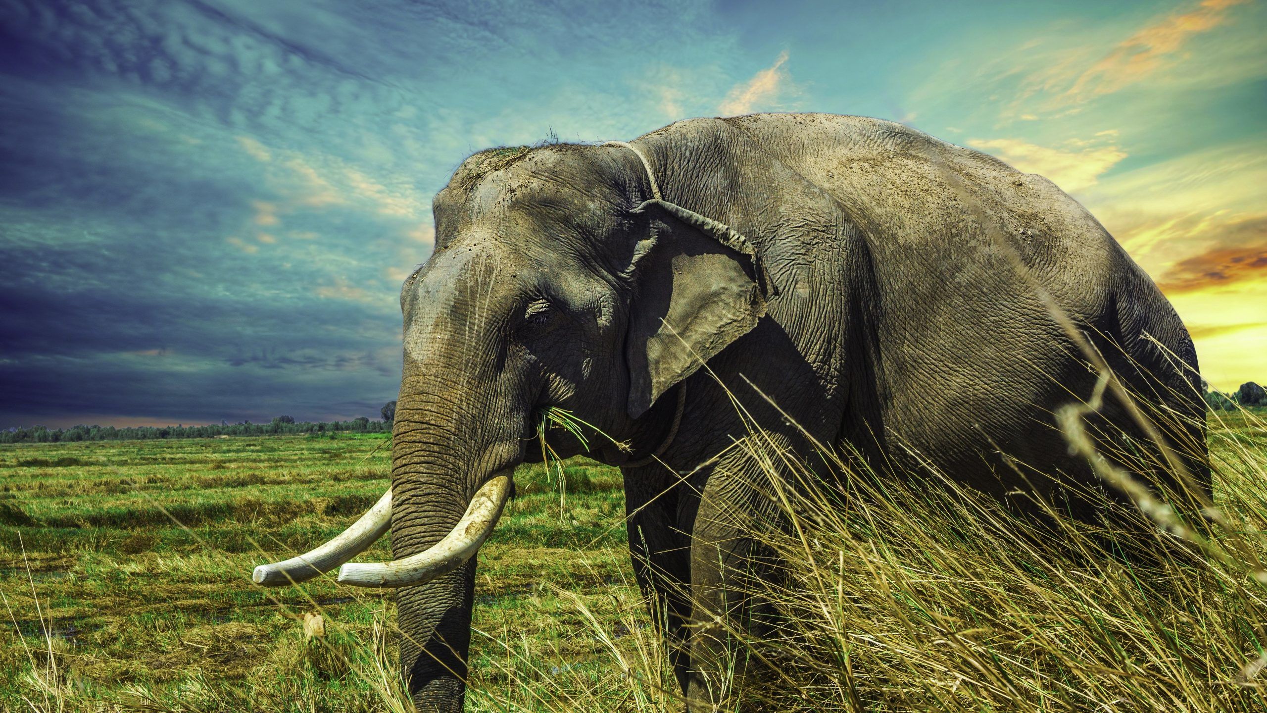 Asian Elephant 4K UHD Wallpaper