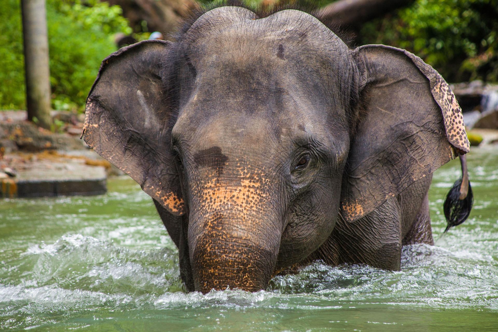 asian elephant wallpaper desktop