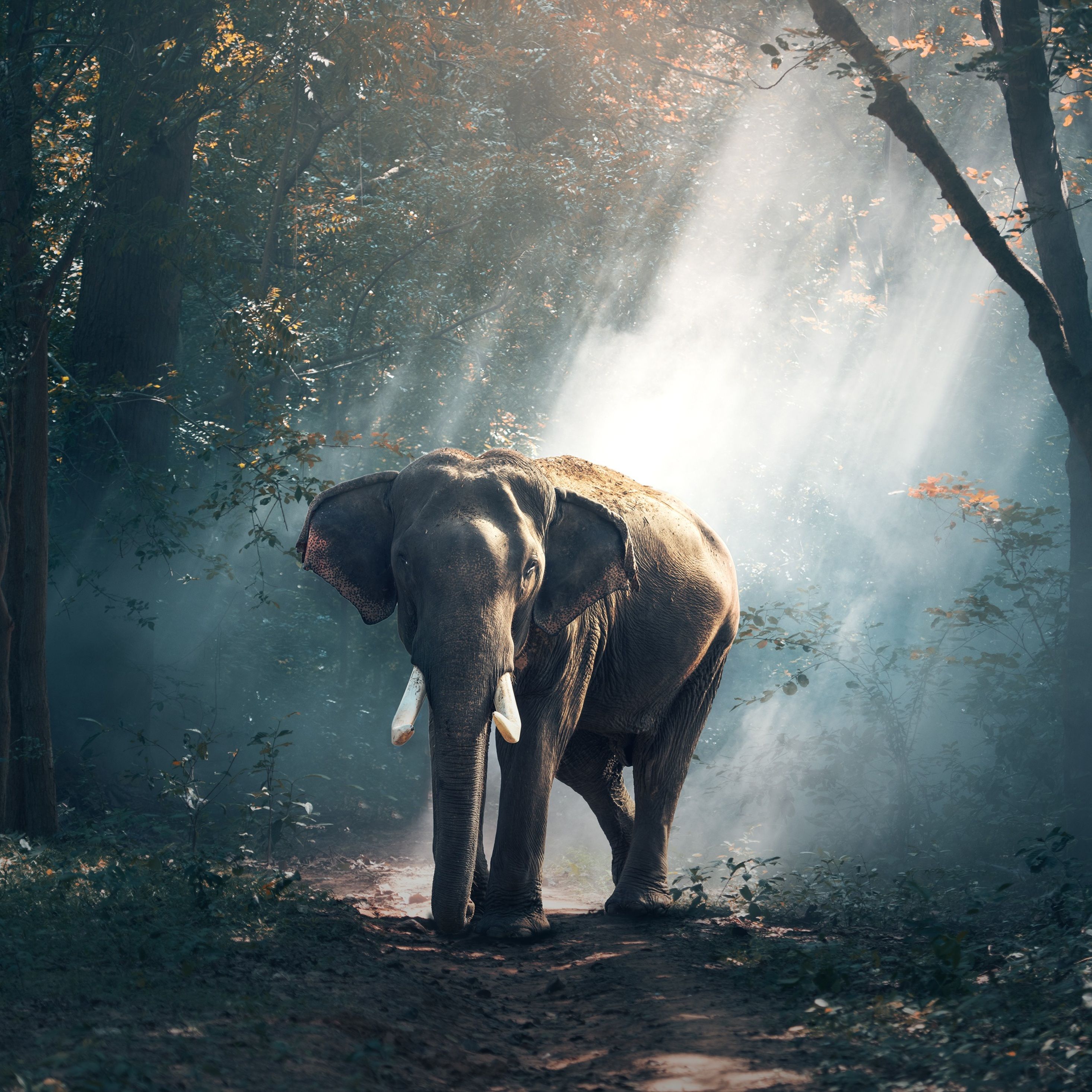 Asian Elephant Wallpapers - Wallpaper Cave