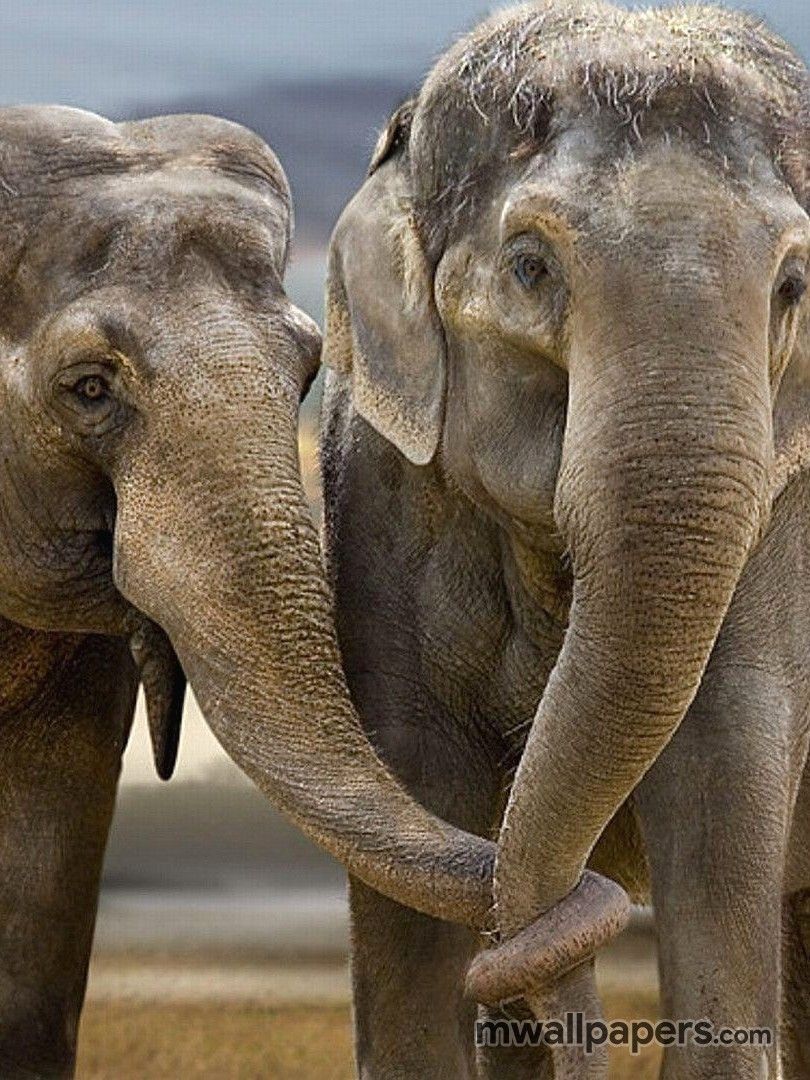 Elephant Wallpaper HD (810x1080)
