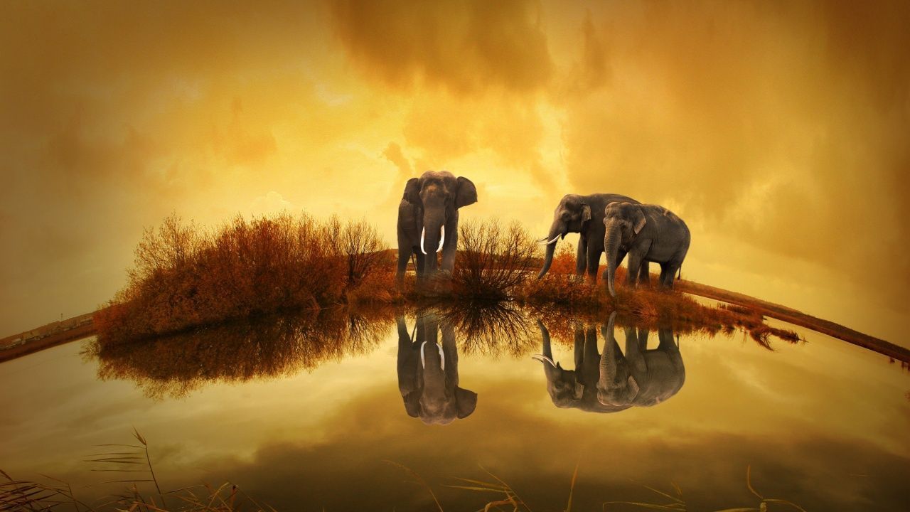 Thailand Elephant Wallpaper