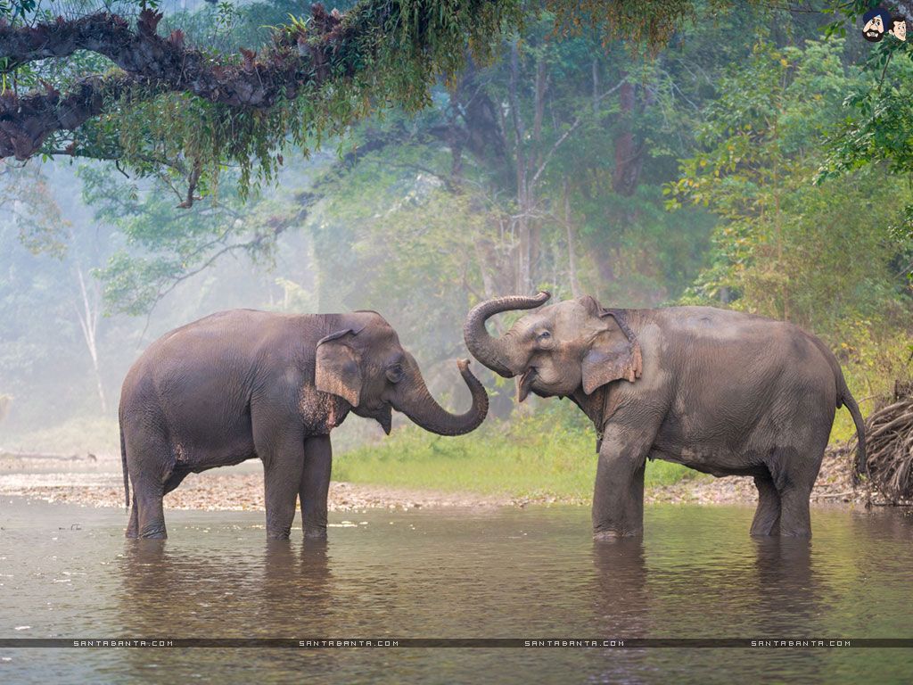 Asian Elephant Wallpapers - Wallpaper Cave