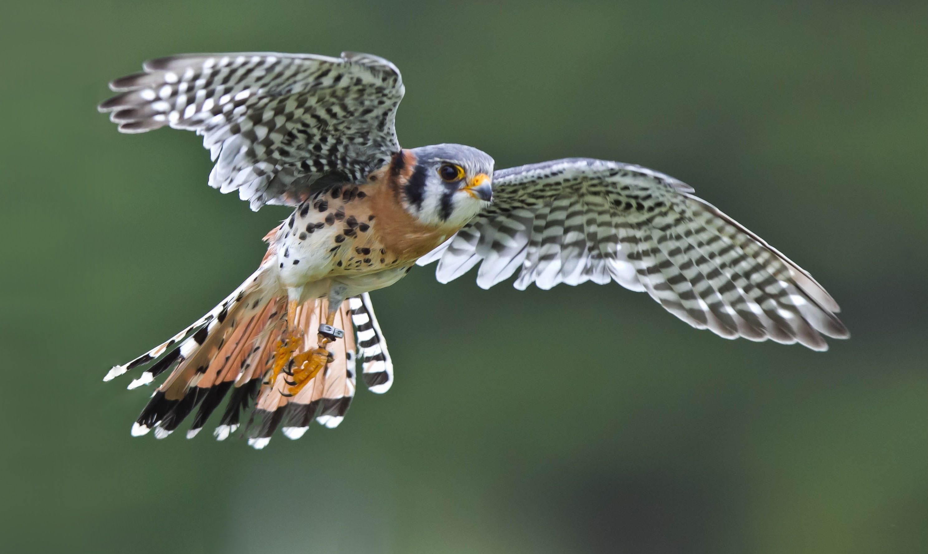 American Kestrel HD Wallpaper and Background Image