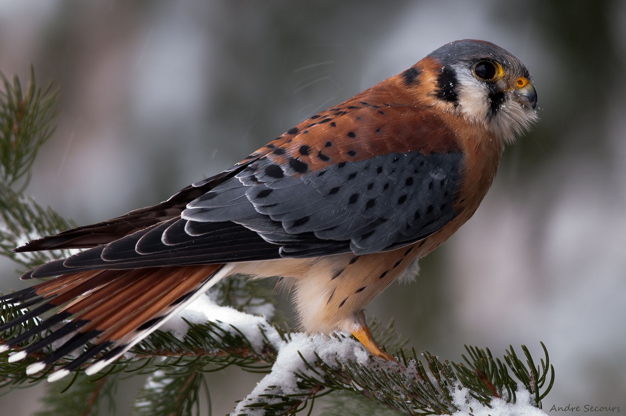 American Kestrel HD Wallpaper and Background Image