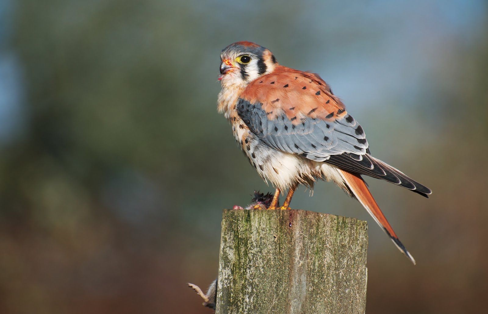 American Kestrel on a stump photo and wallpaper. All American Kestrel on a stump picture