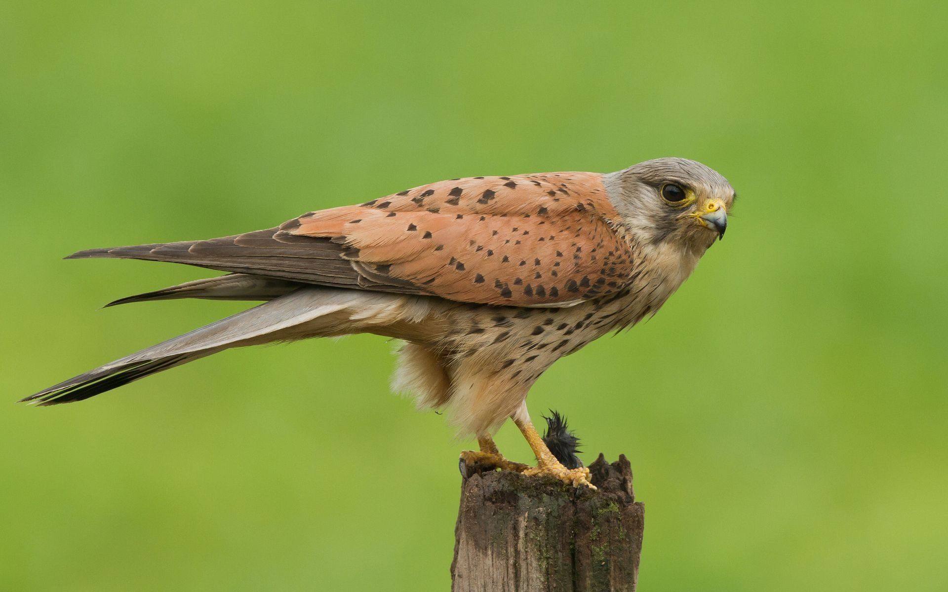 Download wallpaper bird of prey, falco tinnunculus, kestrel, europe for desktop with resolution 1920x1200. High Quality HD picture wallpaper