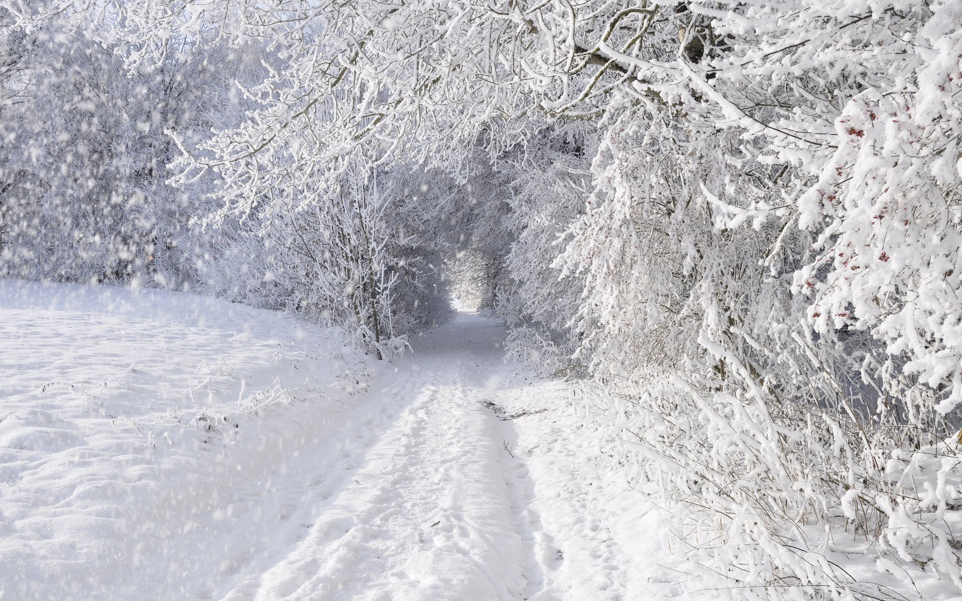nature, Landscapes, Winter, Snow, Snowing, Snowflake, Snowfall, Roads, Trees, Forest, Storm, Blizzard, White, Seasons, Tunnel Wallpaper HD / Desktop and Mobile Background