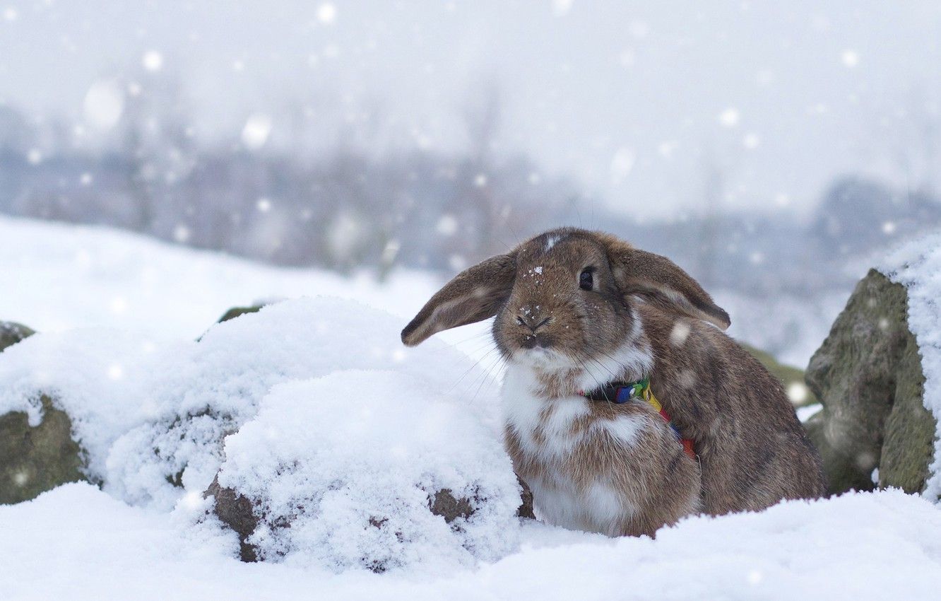 Winter Rabbit Wallpaper Free Winter Rabbit Background