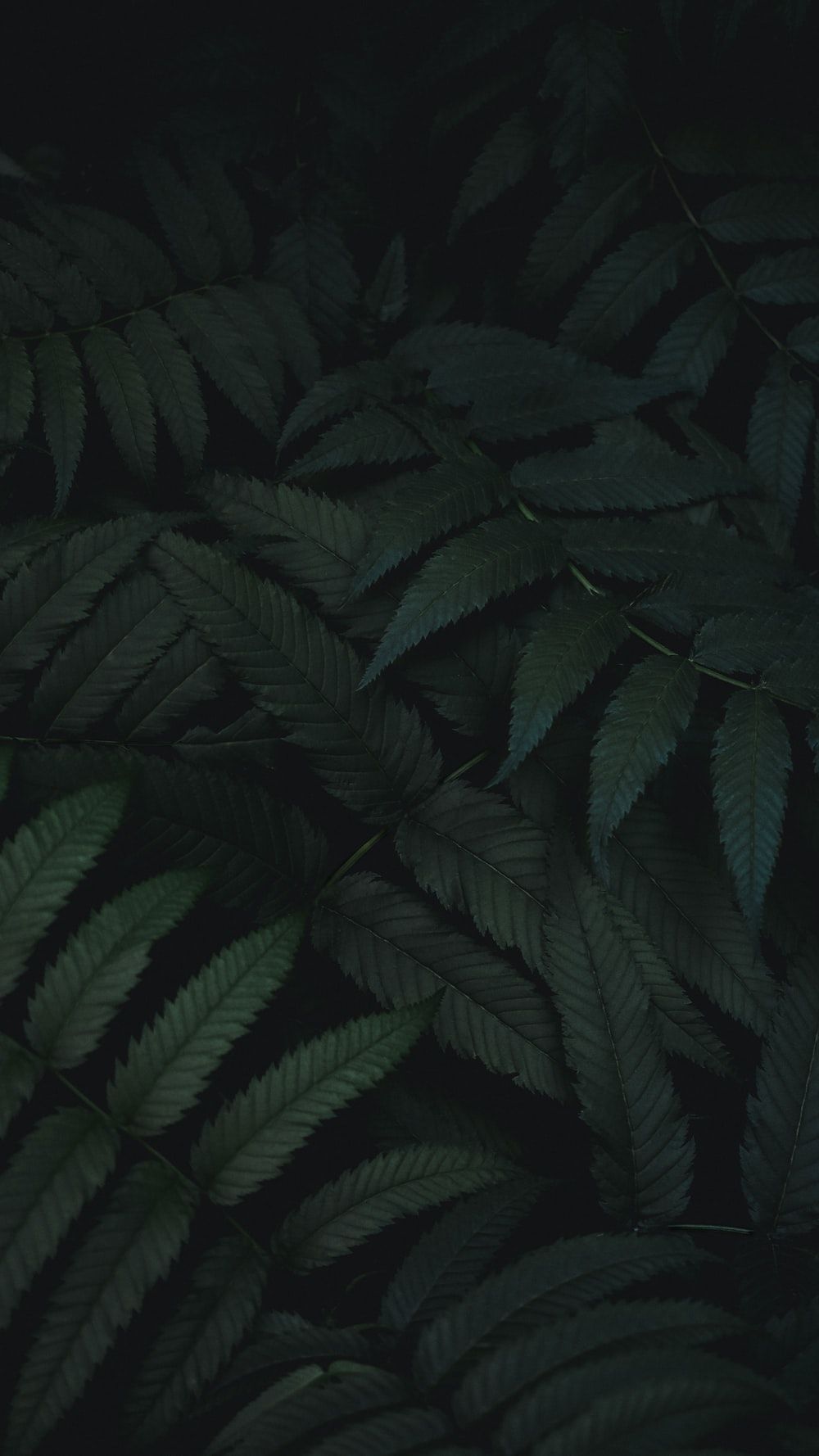 Dark Green Picture. Download Free Image