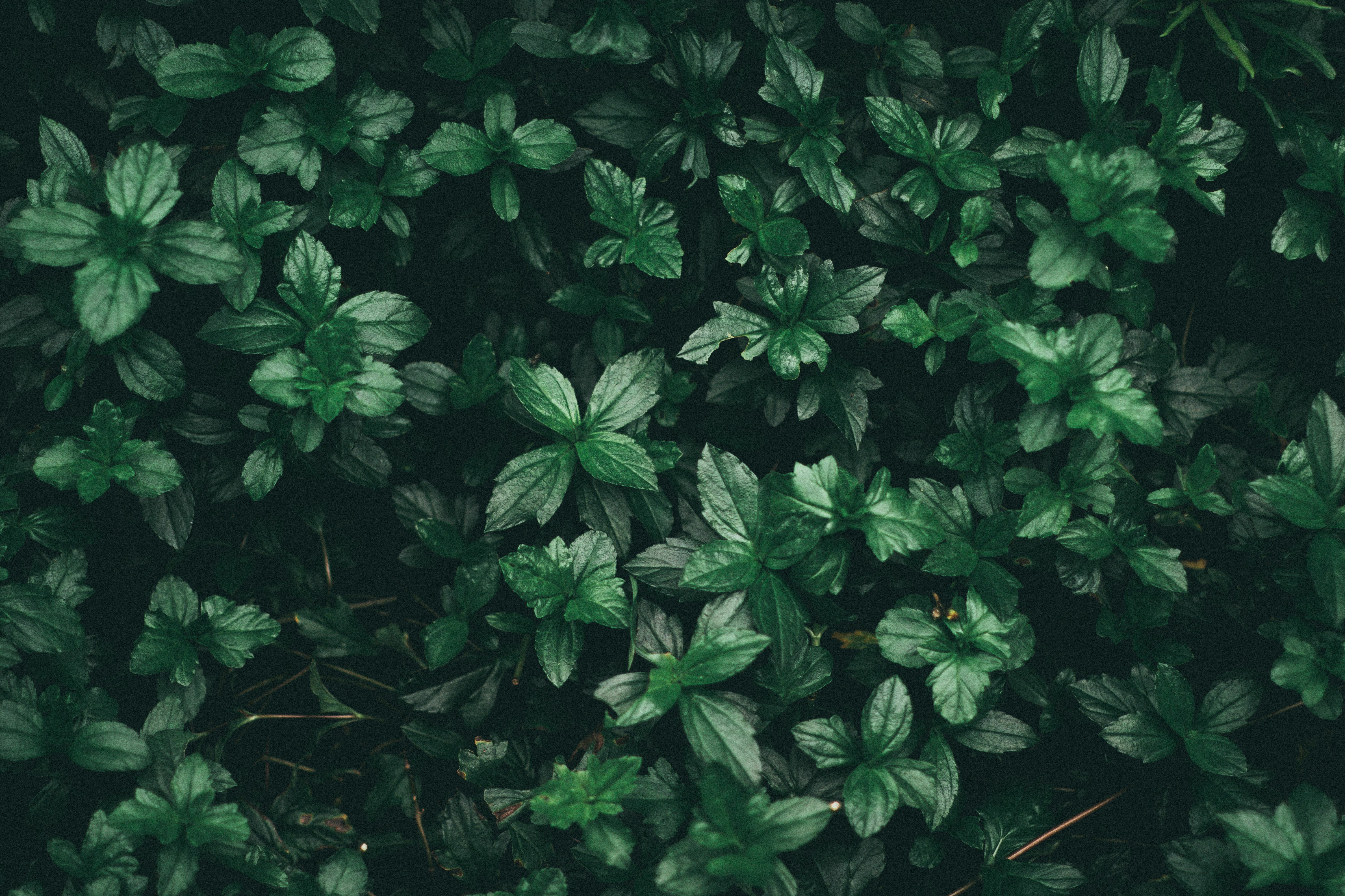 Black and green aesthetics wallpaper [DOWNLOAD FREE]