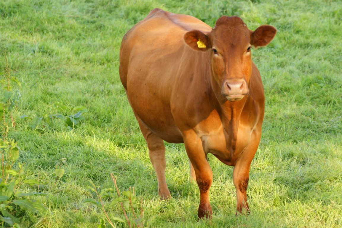 Jersey. Cow, Animals, Beautiful creatures