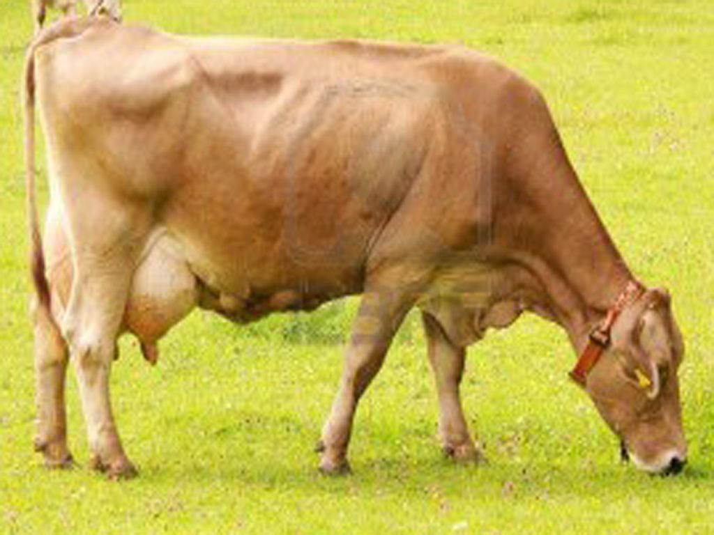 Swiss Cows Wallpaper, HD Swiss Cows Background on WallpaperBat