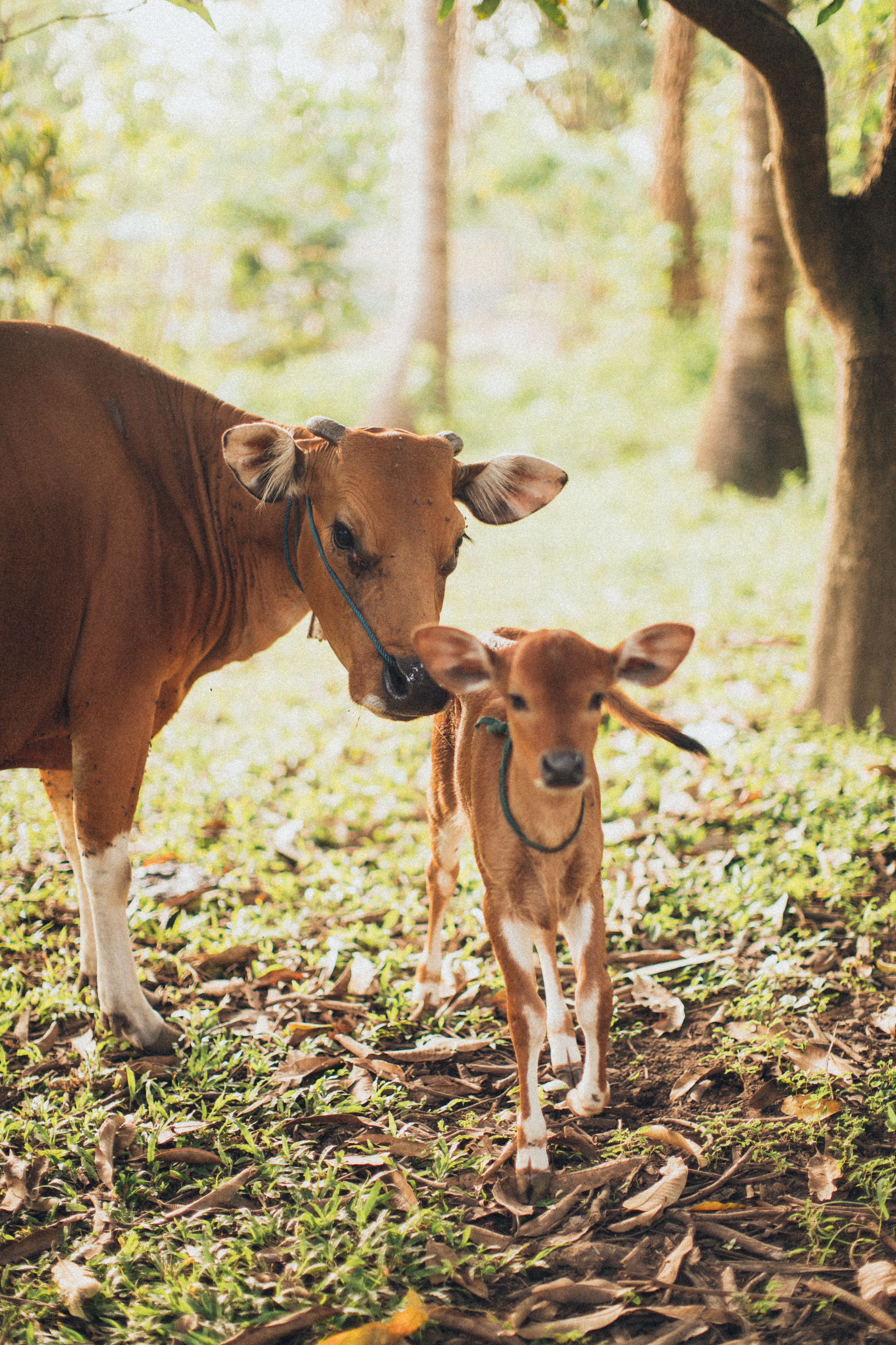 Cow And Calf · Free