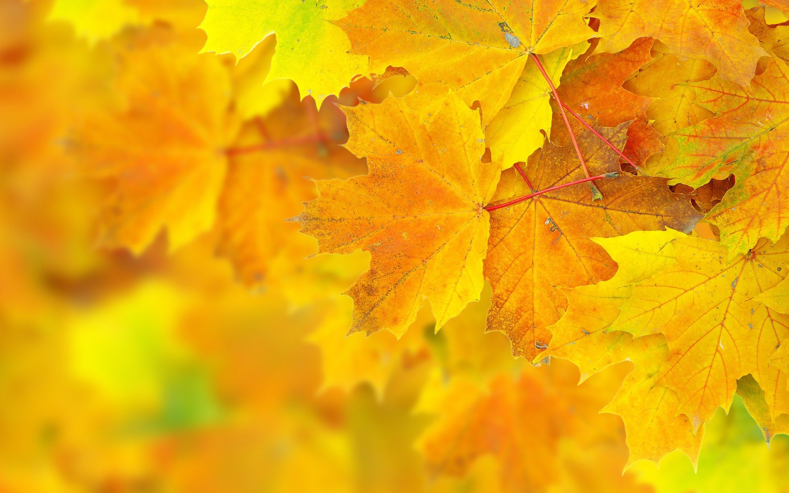 Autumn Yellow Trees. Autumn leaves background, Autumn scenery, Leaf wallpaper