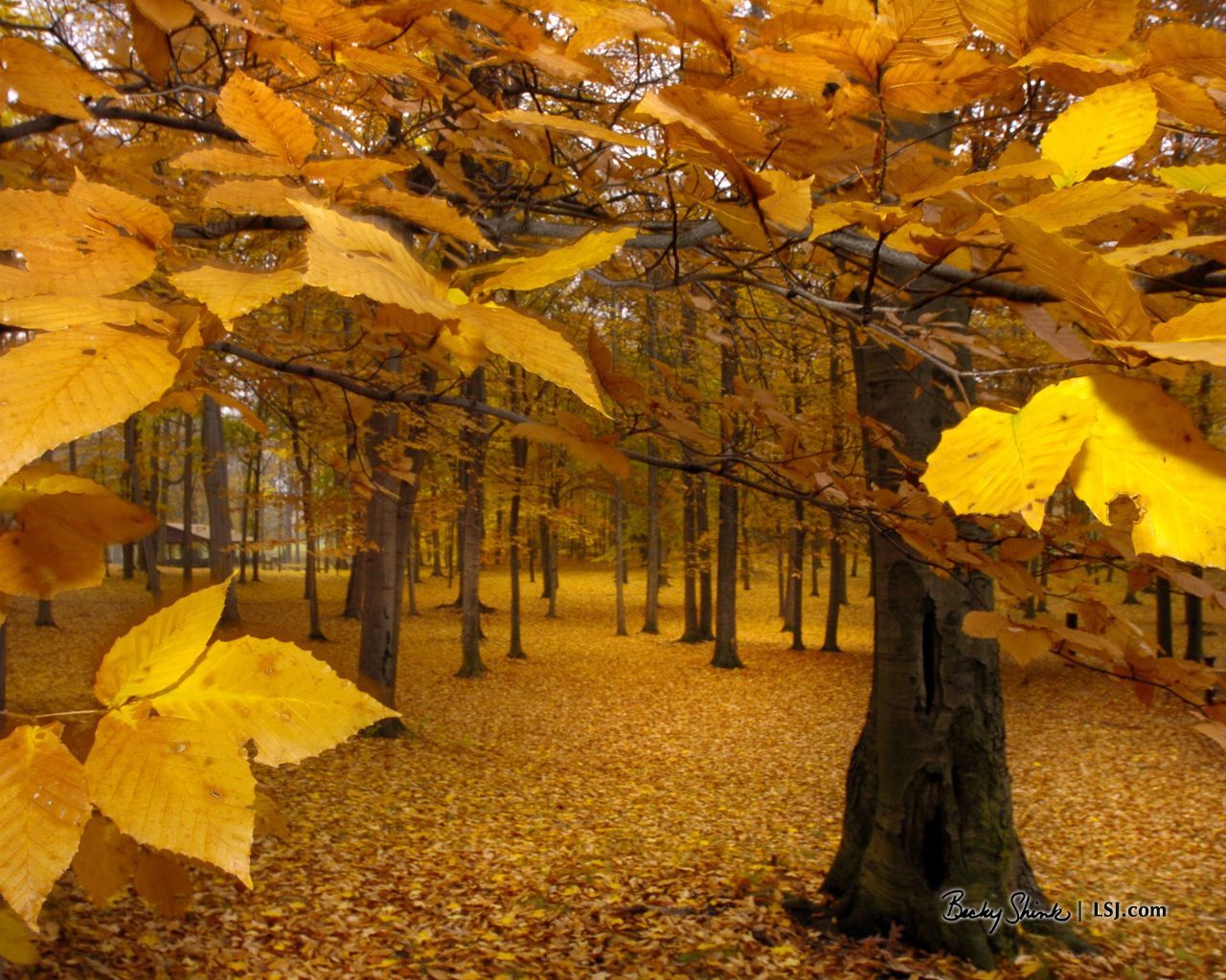 Autumn Wallpaper: Yellow Leaves. Autumn leaves wallpaper, Fall wallpaper, Autumn wallpaper hd