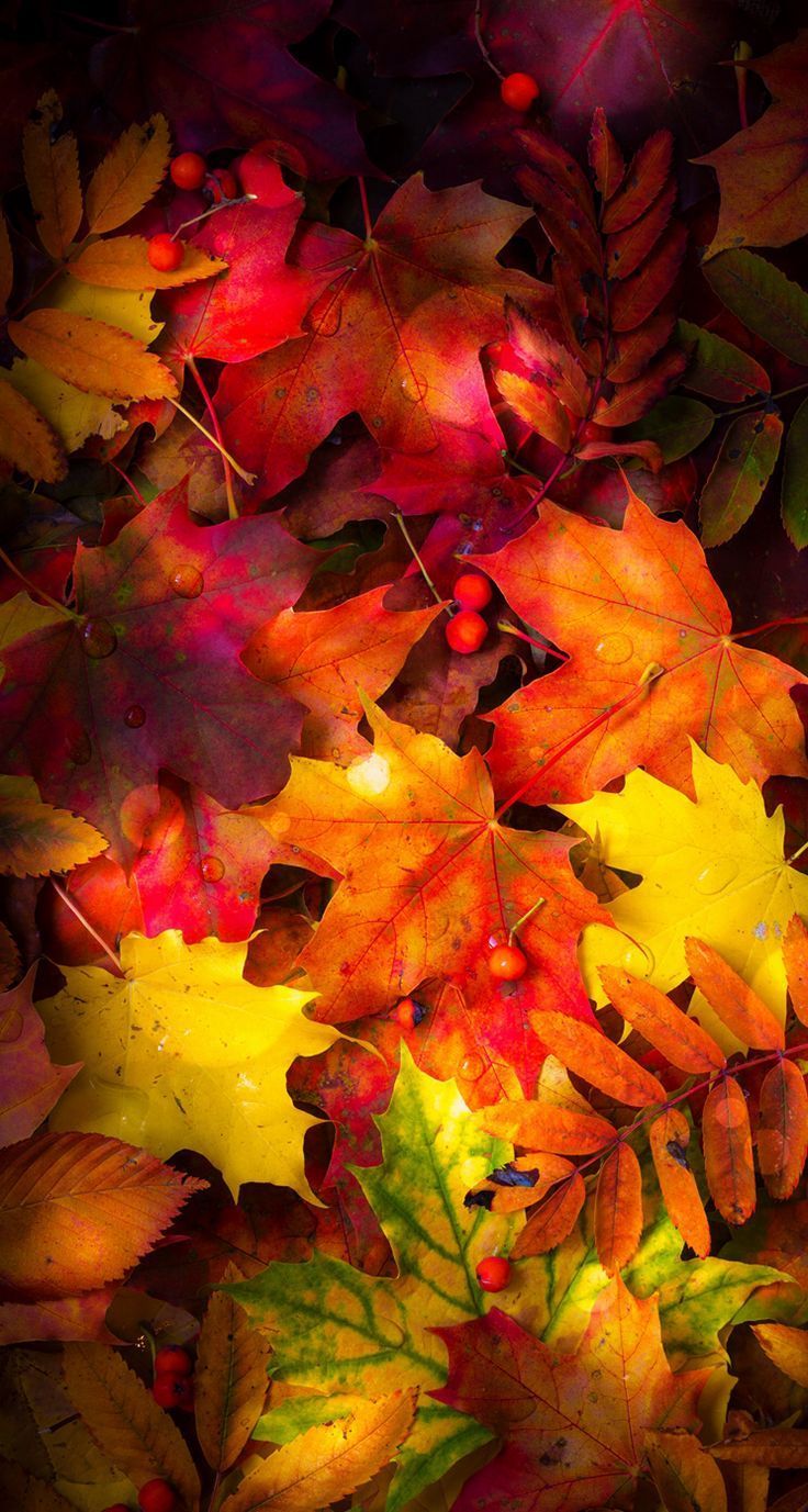 phone wallpaper fall herbst. Autumn leaves wallpaper, Fall wallpaper, Autumn scenery