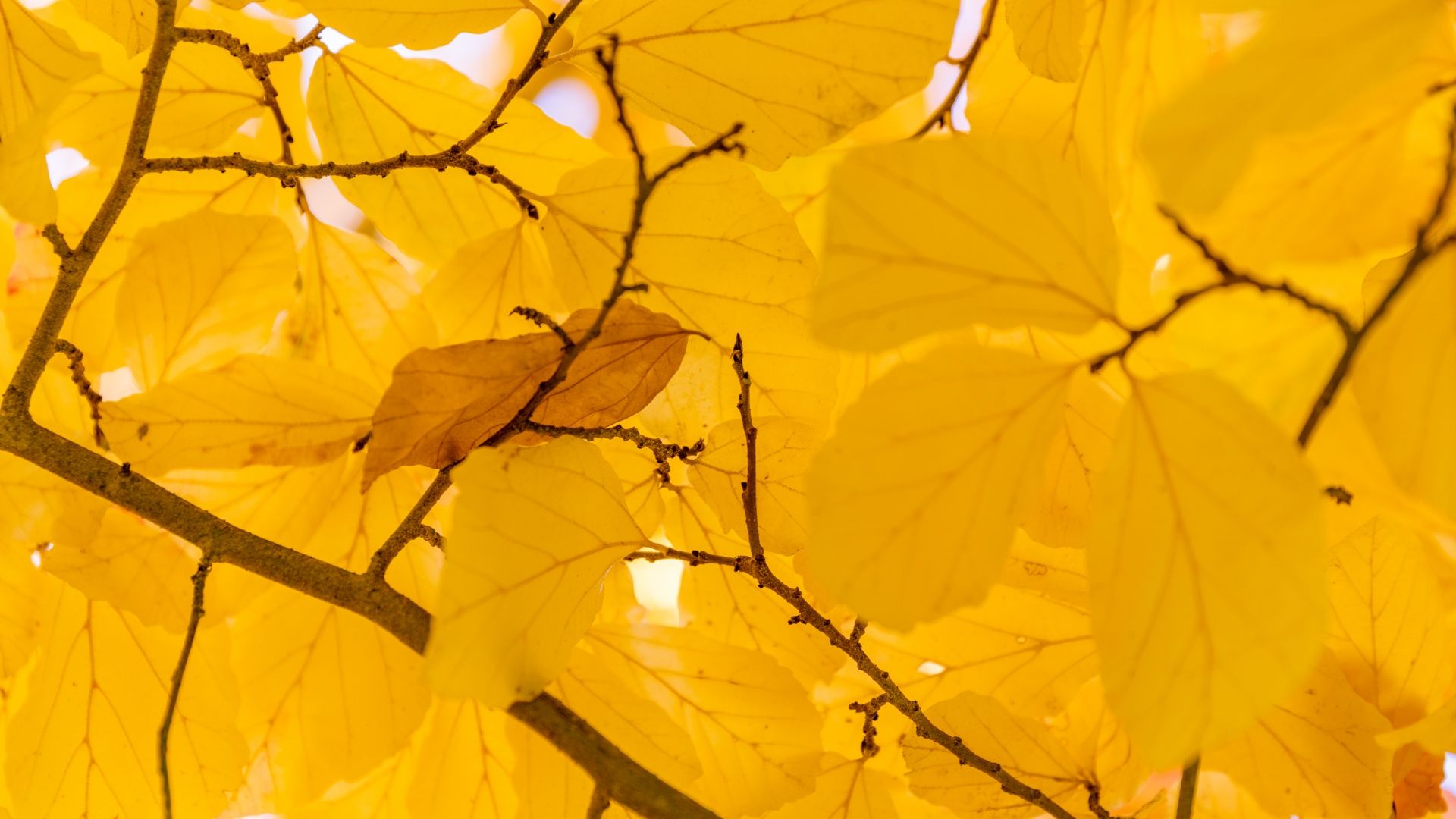 Yellow Autumn Leaves Free Domain Picture