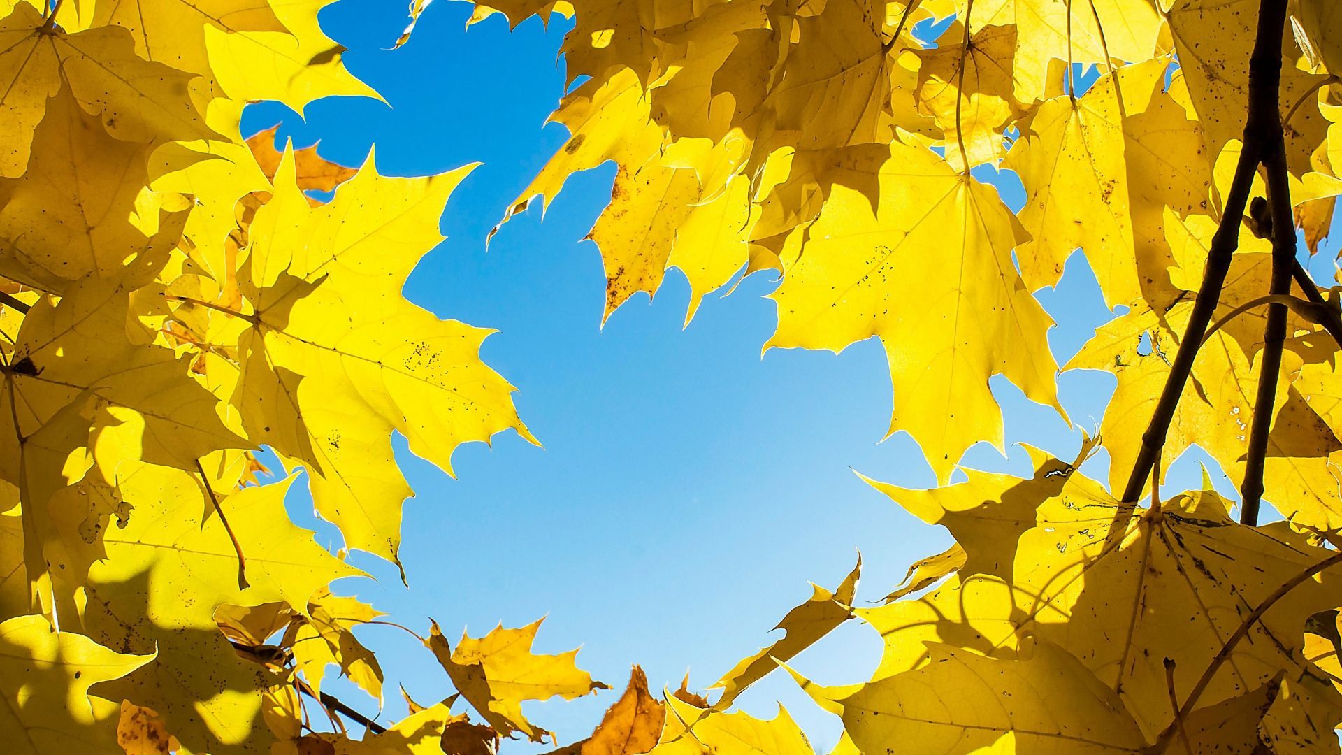 Desktop wallpaper yellow leaves, maple's leaves, autumn, HD image, picture, background, 9a7fd1