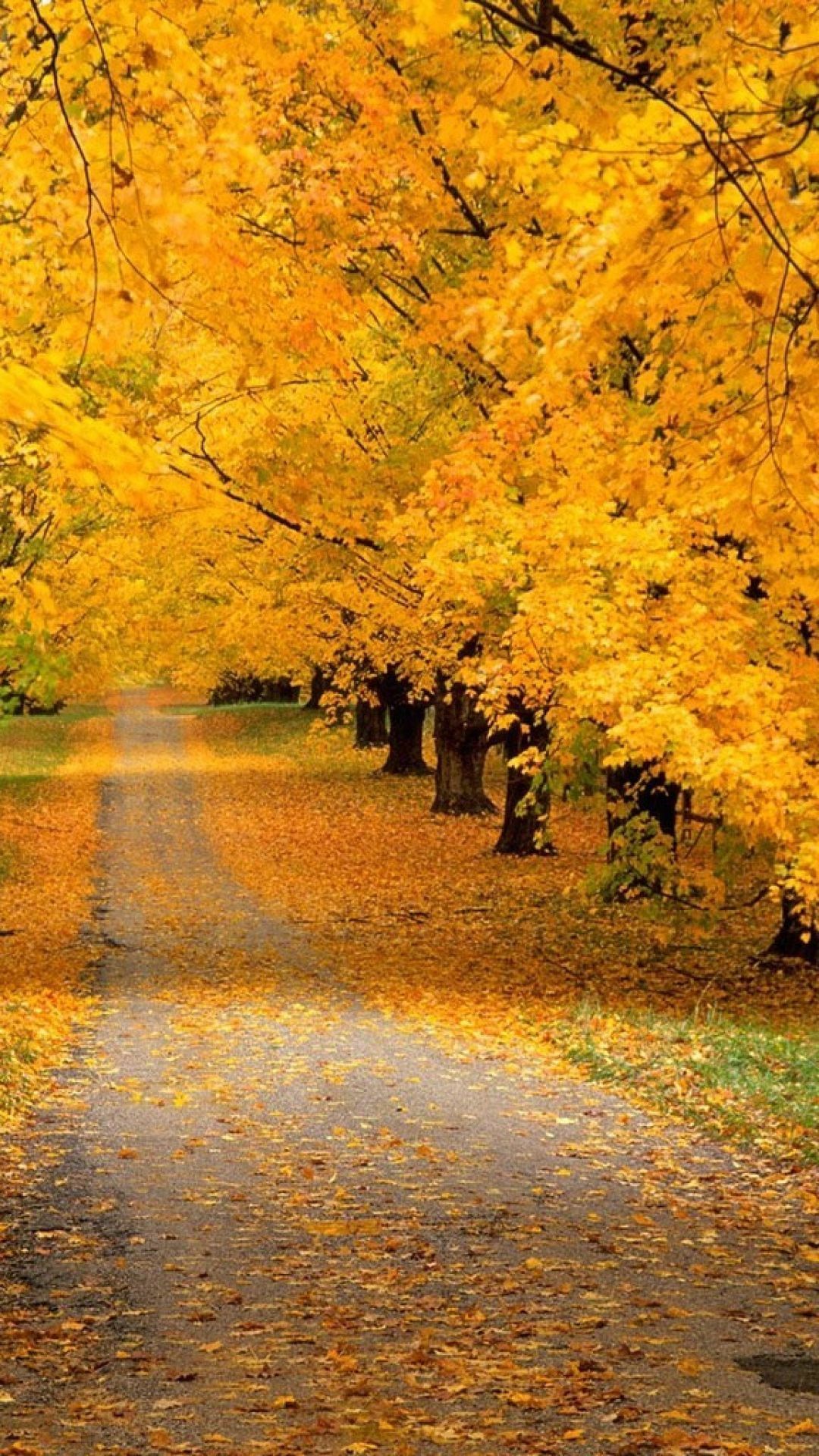 trees, park, autumn, leaves, yellow, track. Fall picture, Autumn scenes, Scenery