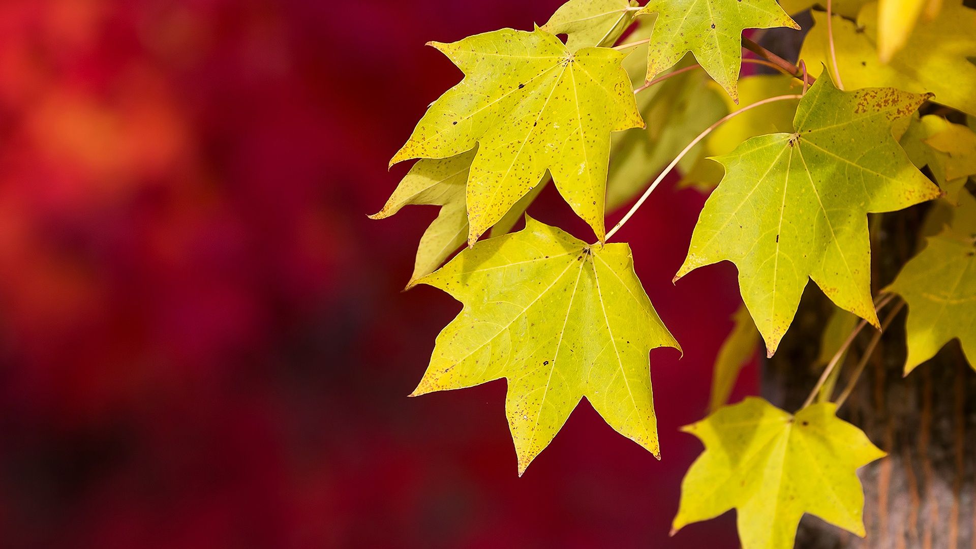 Yellow Autumn Leaves
