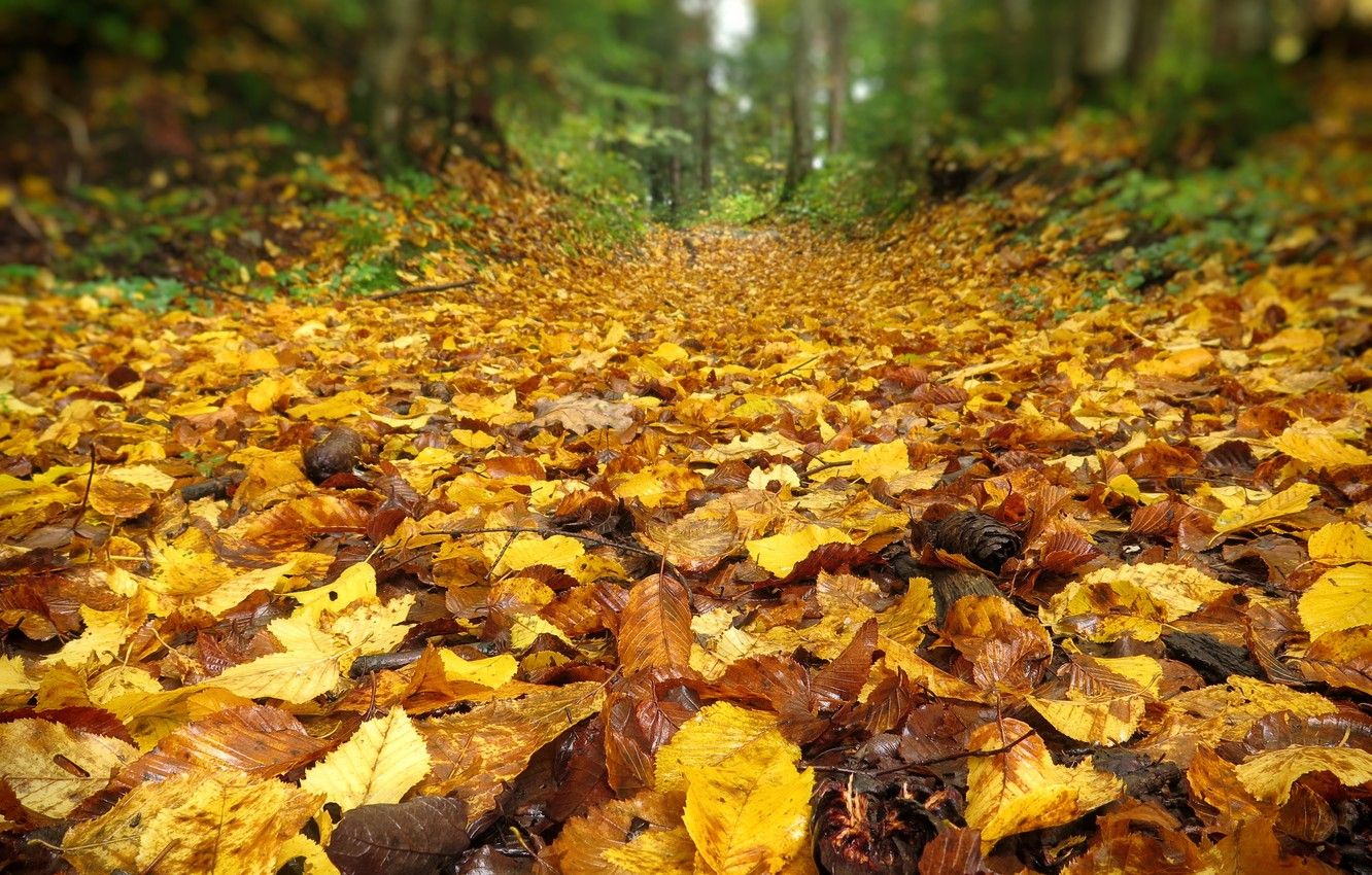 Wallpaper autumn, leaves, nature, Nature, falling leaves, path, yellow, yellow, autumn, leaves, path, fall image for desktop, section природа