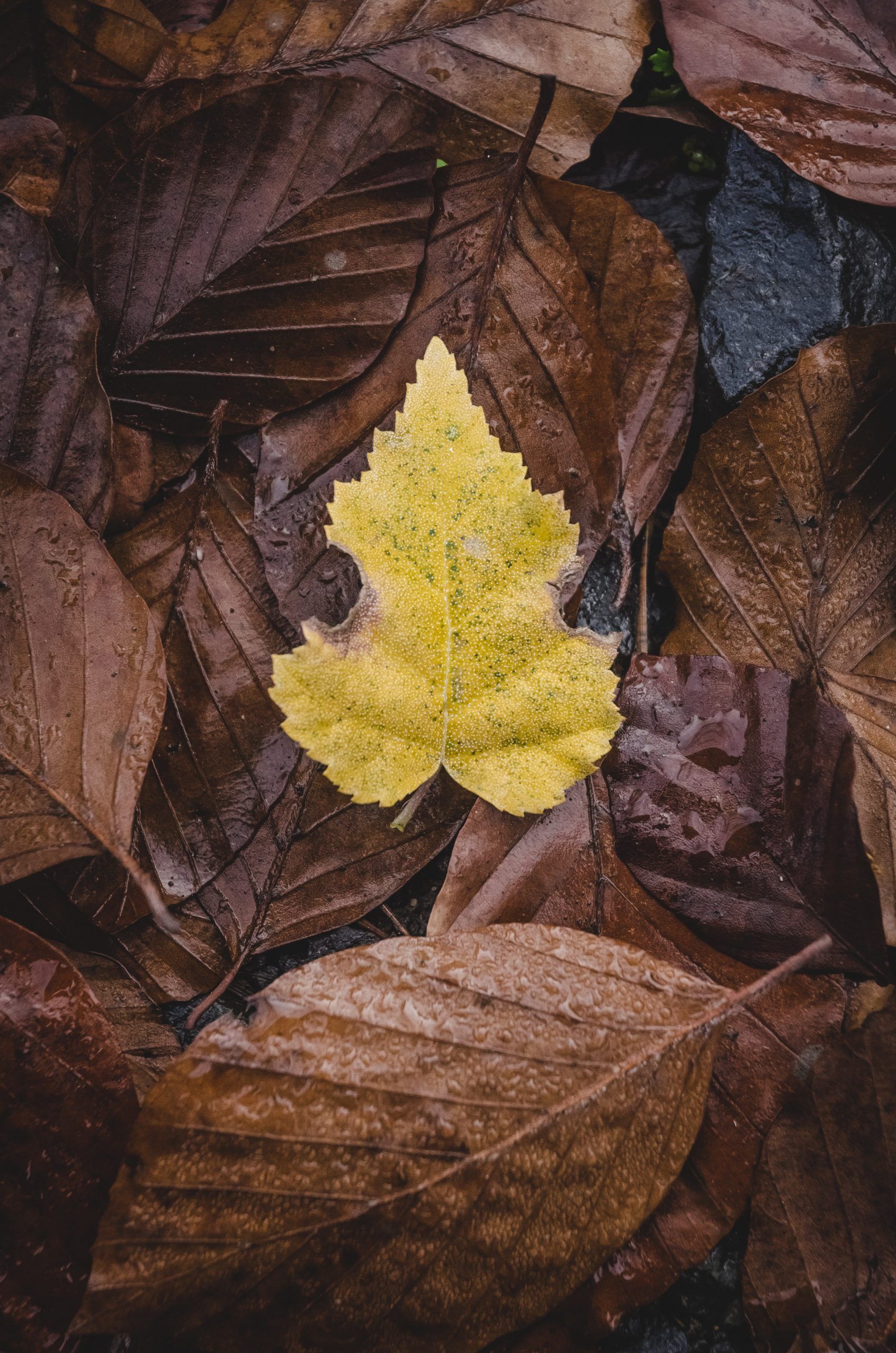 Yellow Autumn Leaf Wallpaper Definition, High Resolution HD Wallpaper, High Definition, High Resolution HD Wallpaper