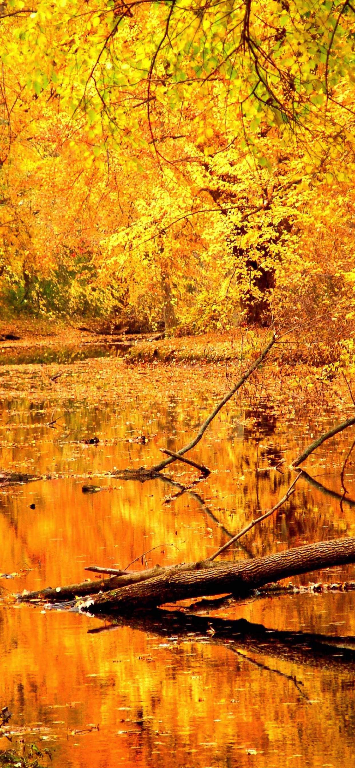 Landscape yellow autumn leaves. wallpaper.sc iPhone XS Max