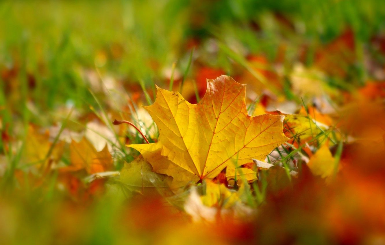 Wallpaper autumn, grass, leaves, yellow, foliage, leaf, blur, maple leaf, bokeh, autumn leaves image for desktop, section природа