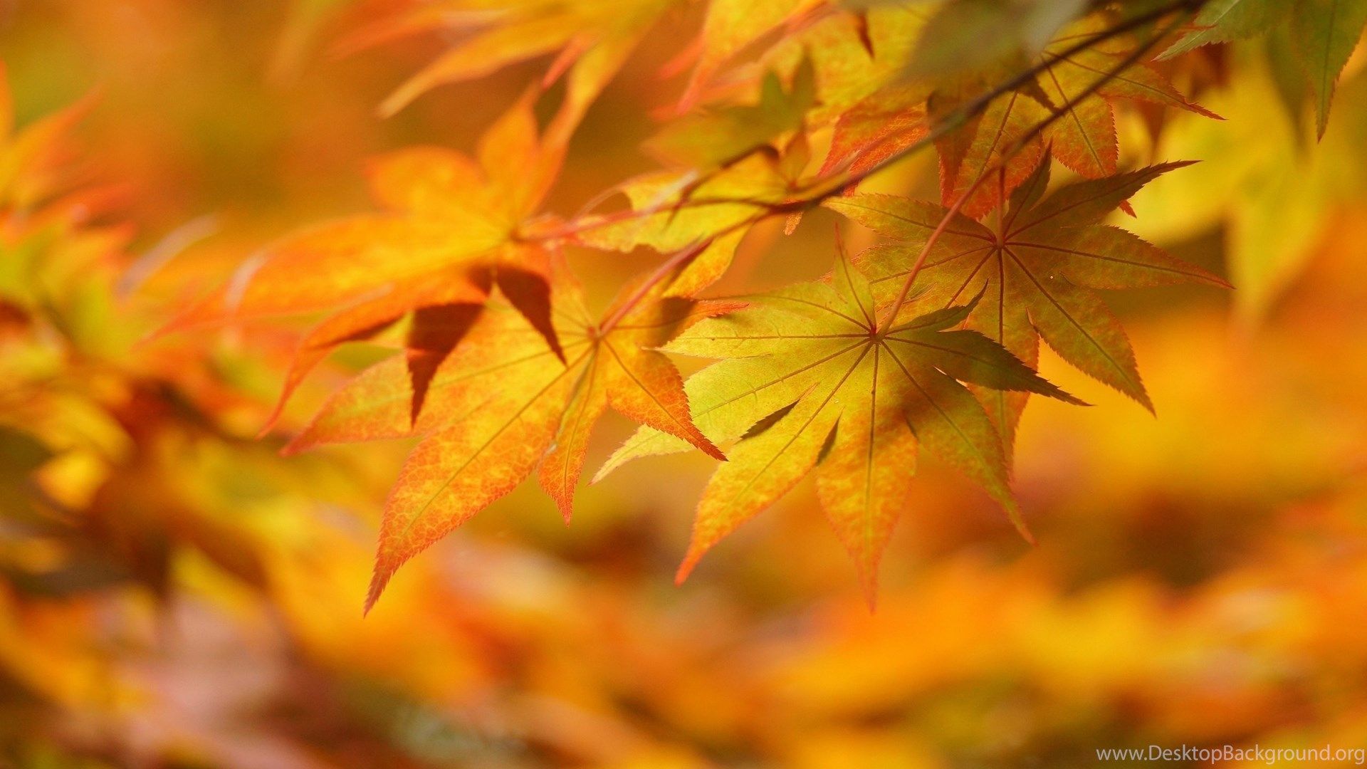 Yellow Autumn Leaves Wallpaper 2560x1600 857988 Desktop Background