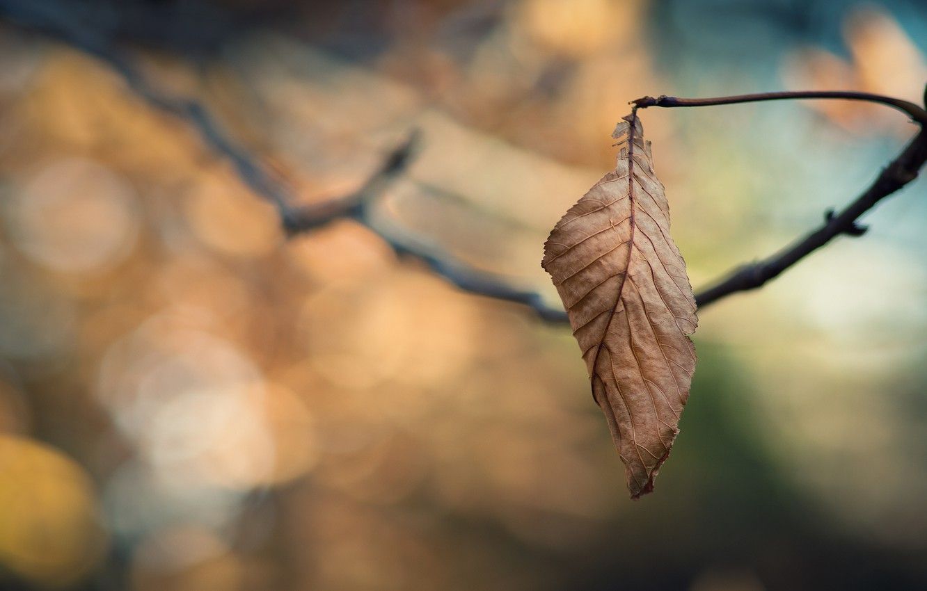 Wallpaper cold, sadness, autumn, leaves, branches, loneliness, tree, branch, leaf, focus, branch, leaves, leaf, sheets, branch, widescreen Wallpaper image for desktop, section макро