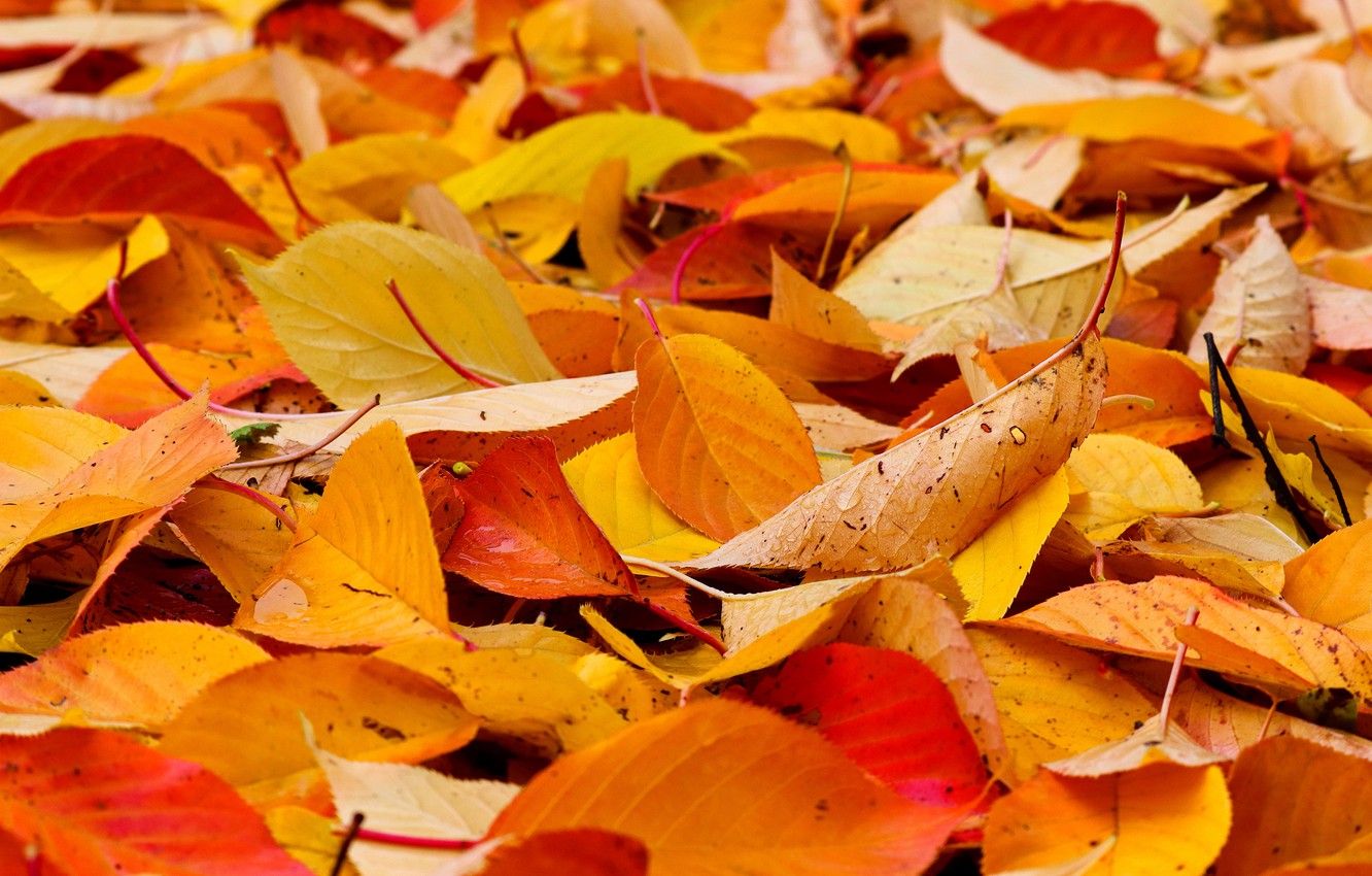 Wallpaper autumn, leaves, yellow, falling leaves, a lot, the pile of leaves, autumn leaves image for desktop, section природа