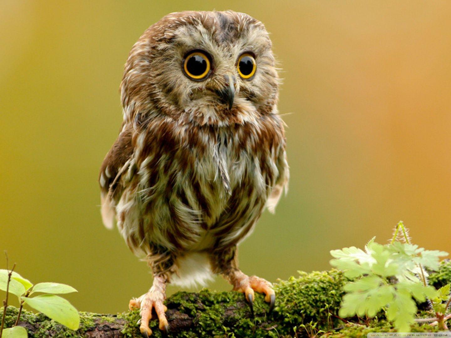 Cute Owl ❤ 4K HD Desktop Wallpaper for 4K Ultra HD TV • Wide
