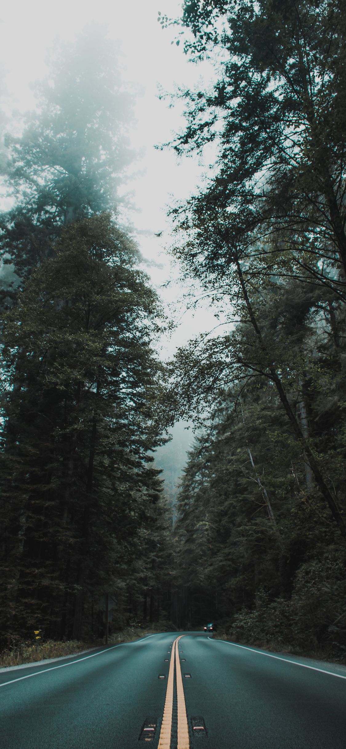 Forest Preset Lightroom Free
