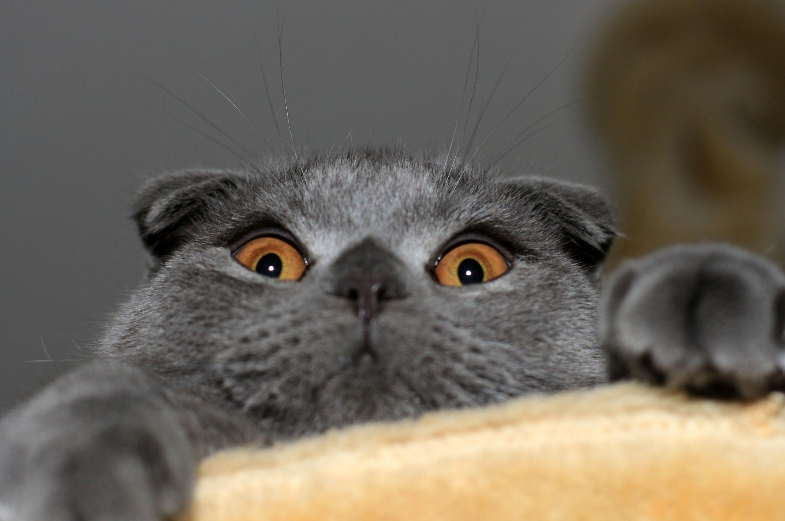 Download 2560x1700 Weird Cat, Scottish Fold, Funny, Cute Wallpaper for Chromebook Pixel