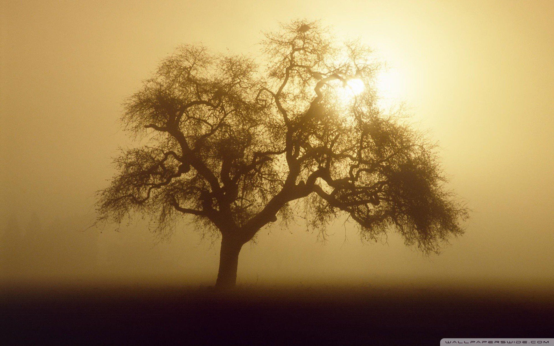 trees, Sun, Heat wave Wallpaper HD / Desktop and Mobile Background