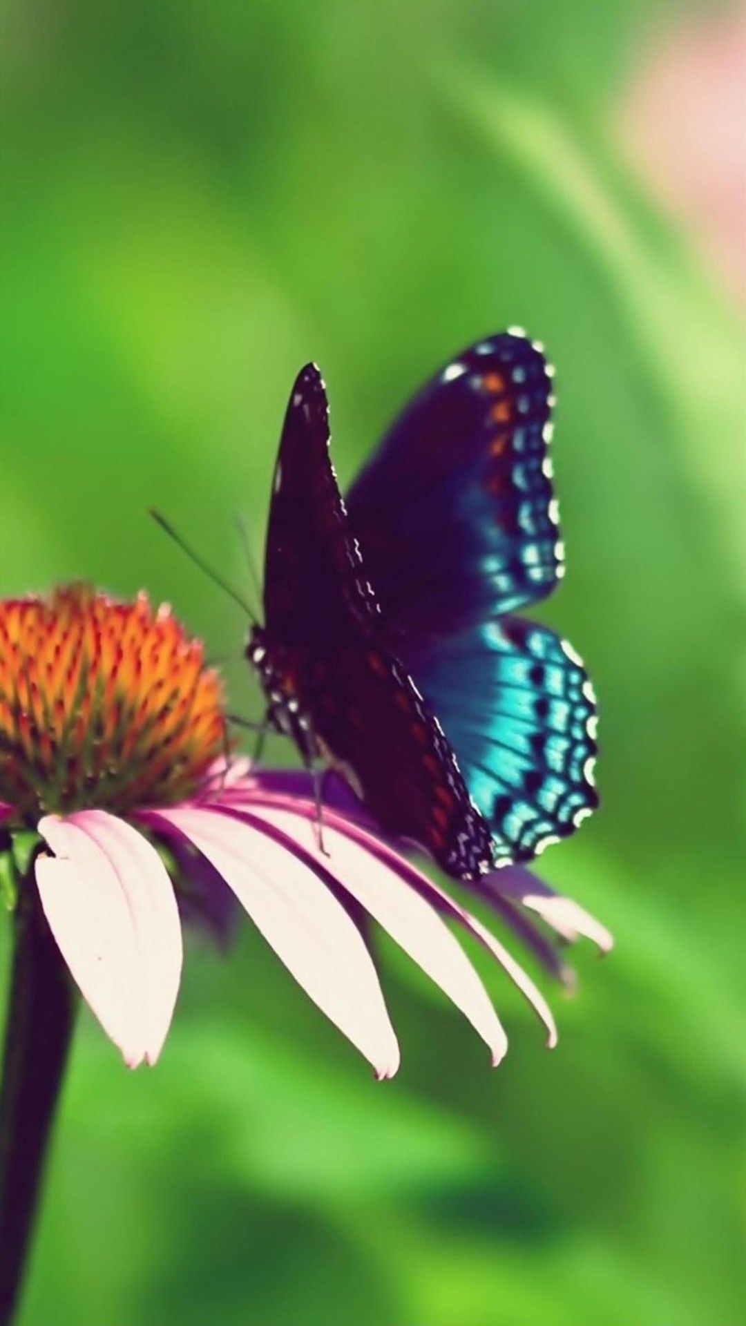 Butterfly Background For Android Flowers With Butterflies