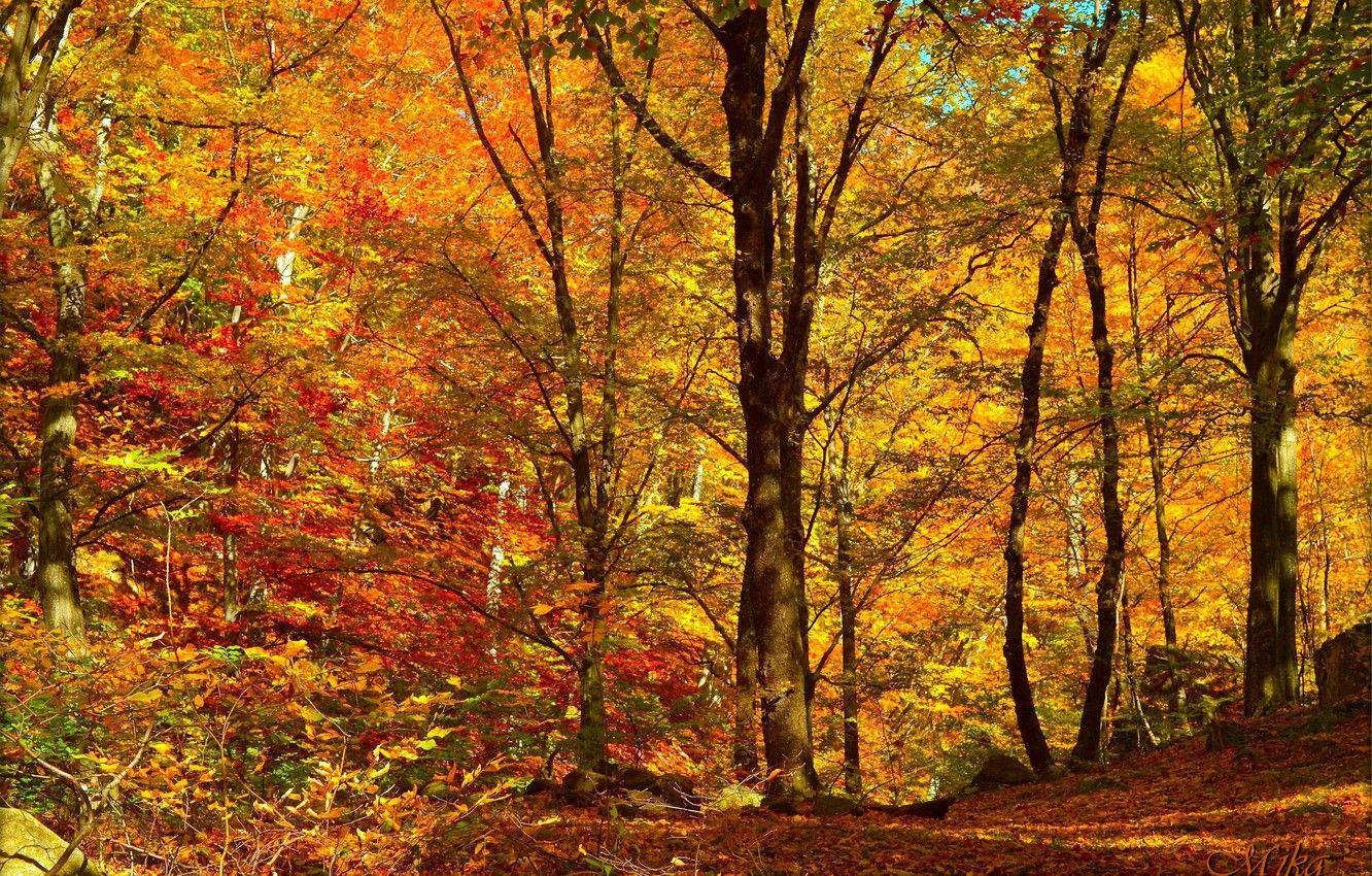 Wallpaper Autumn, Trees, Forest, Fall, Foliage, Autumn, Forest, Trees, Falling leaves, Leaves image for desktop, section природа